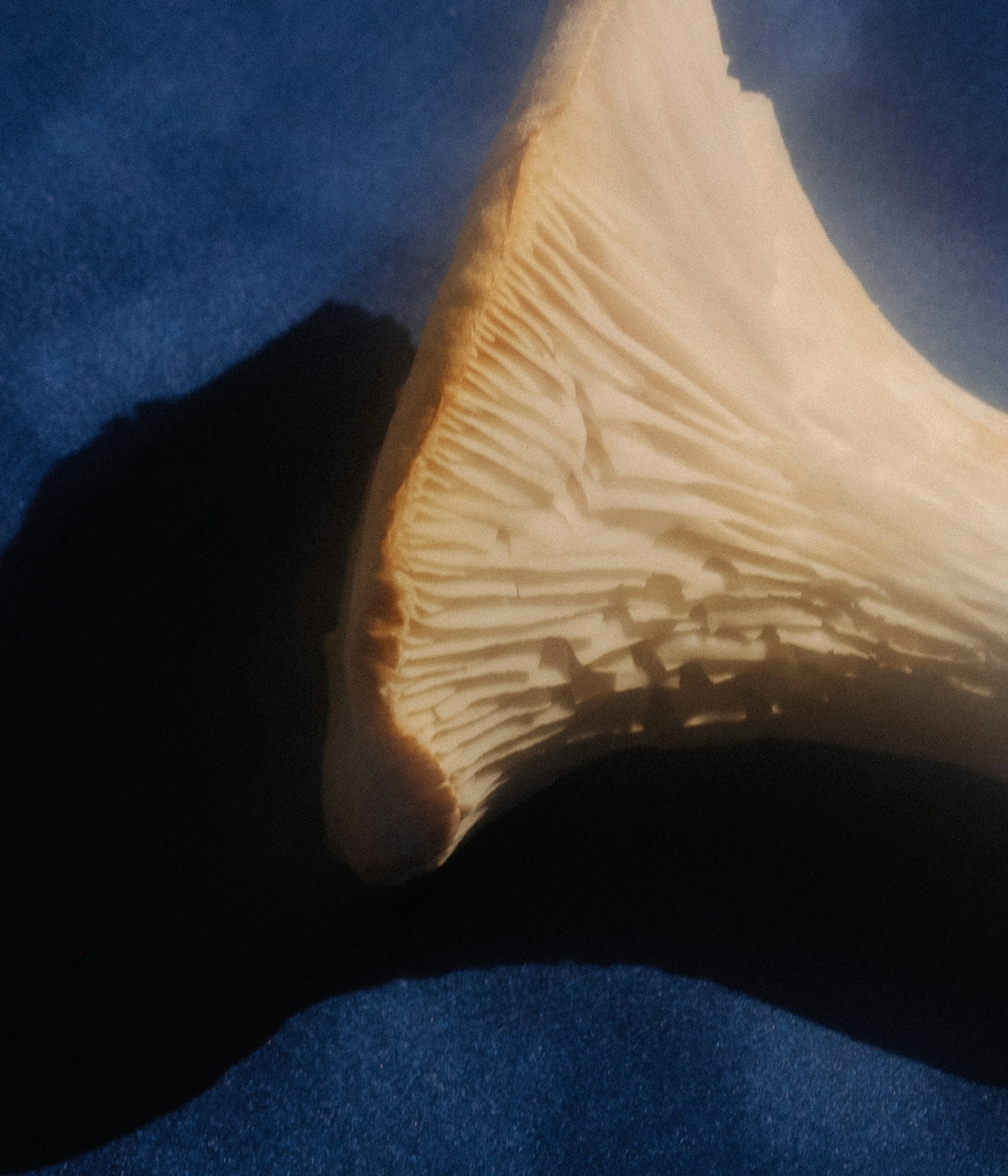 Mashroom Event Zurich.jpg