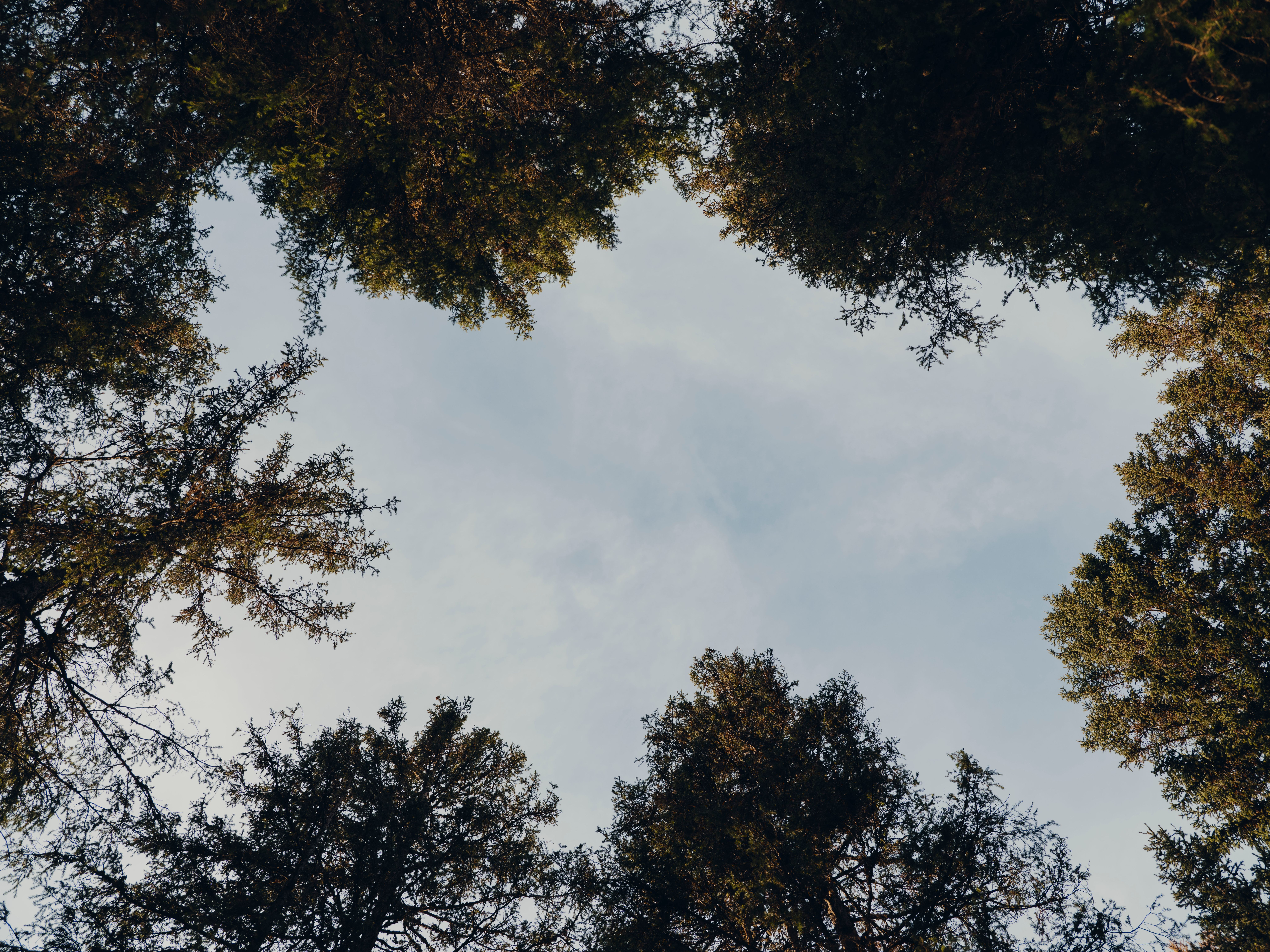 FOR_FORESTIS DOLOMITES11.jpg