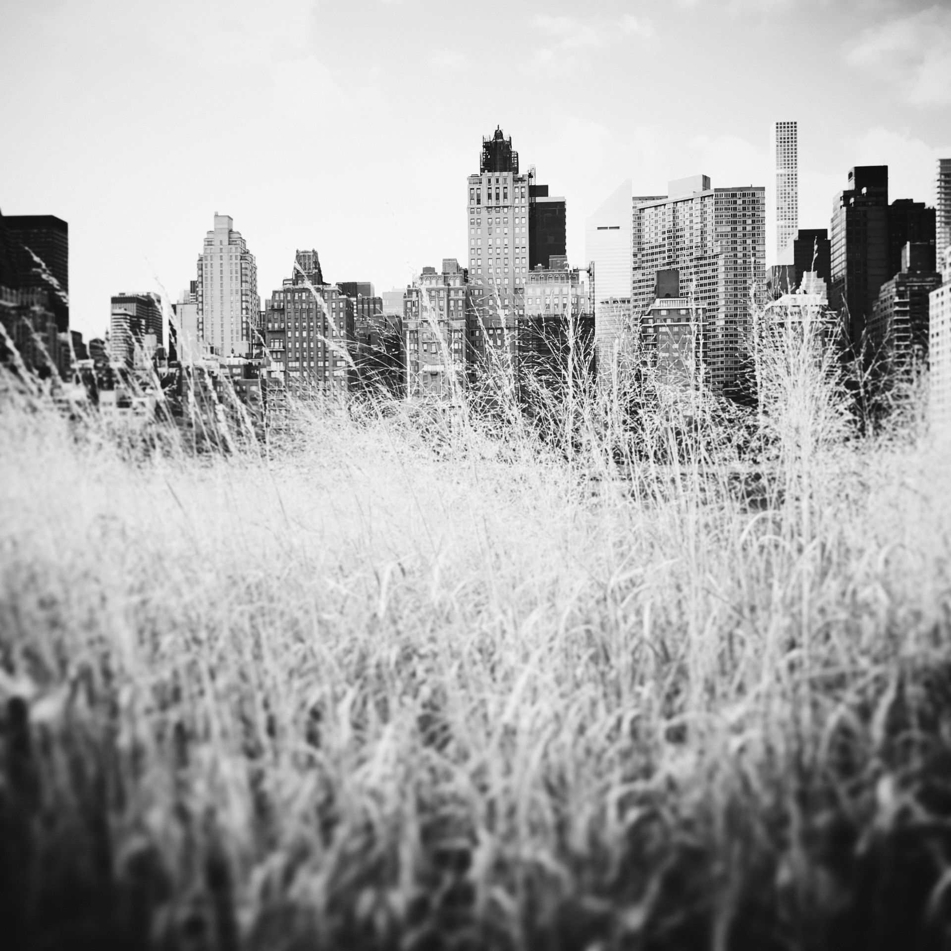 Läs mer om Efva Attling New York Grass 50 X 50 CM - ÖVRIGT