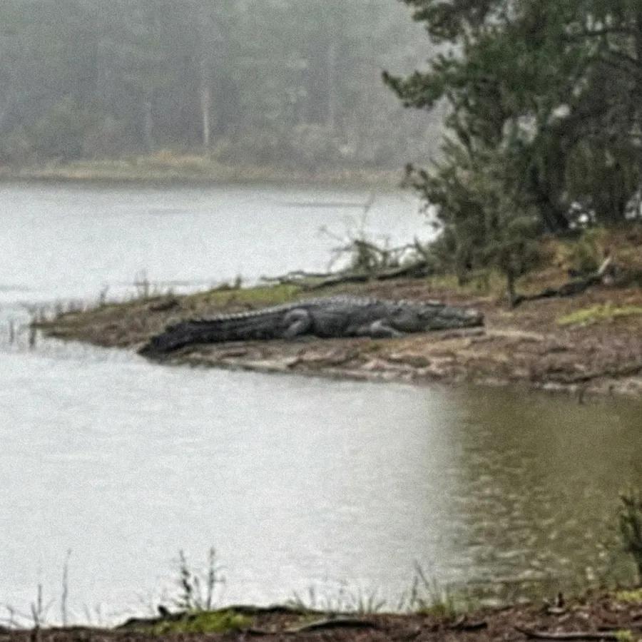 The Lake Croc