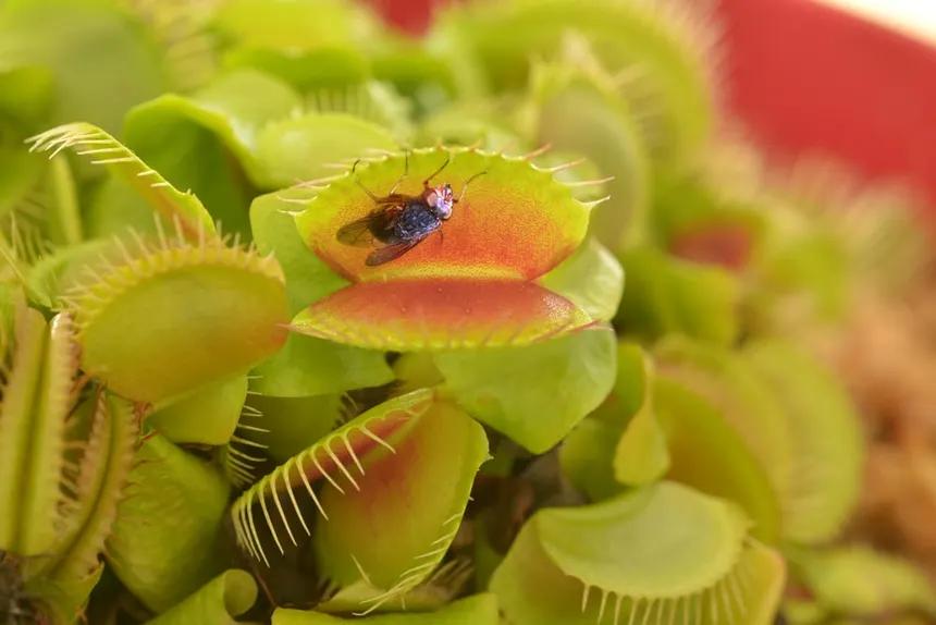 Carnivorous Plants: Harder Than They Look