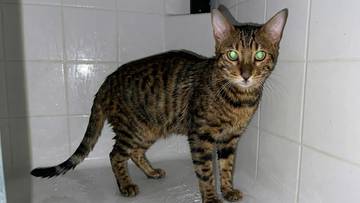 He jumped in the shower