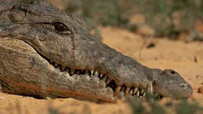 The Myth of 'Crocodile Tears