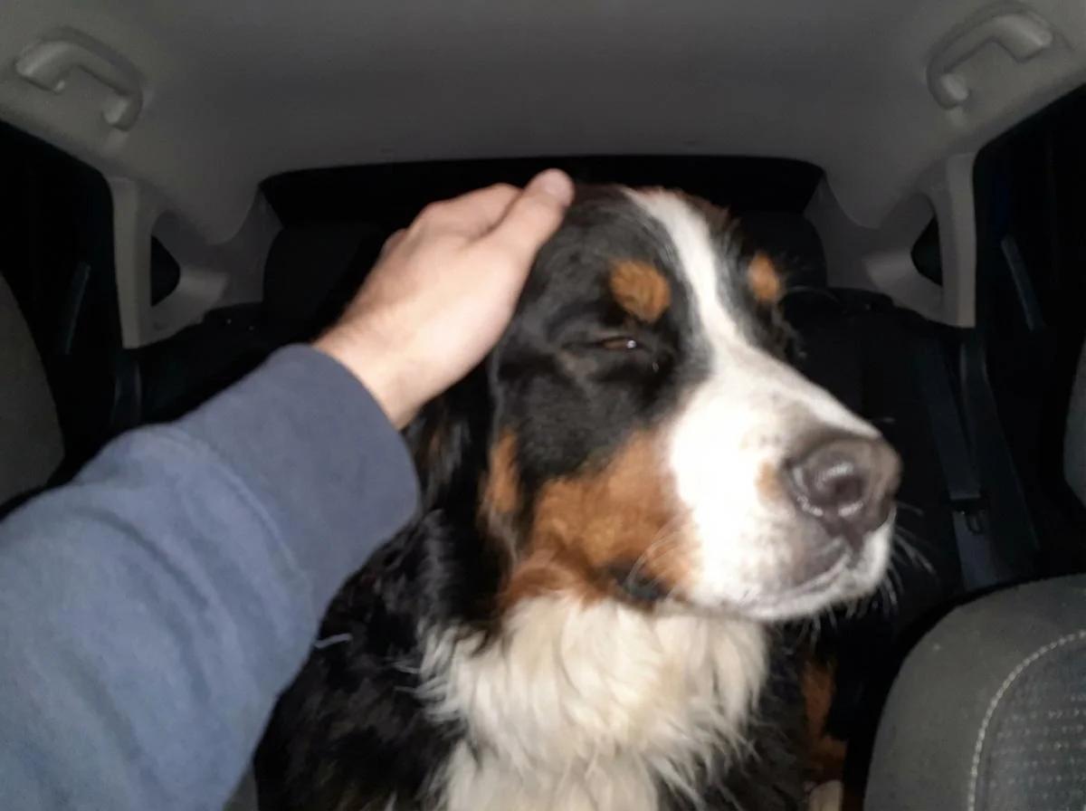 Moving My Anxious Berner to NYC