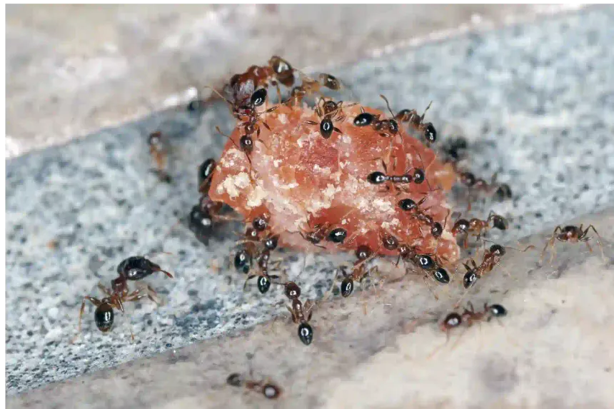 Ant Keeping: The Empire on Your Desk