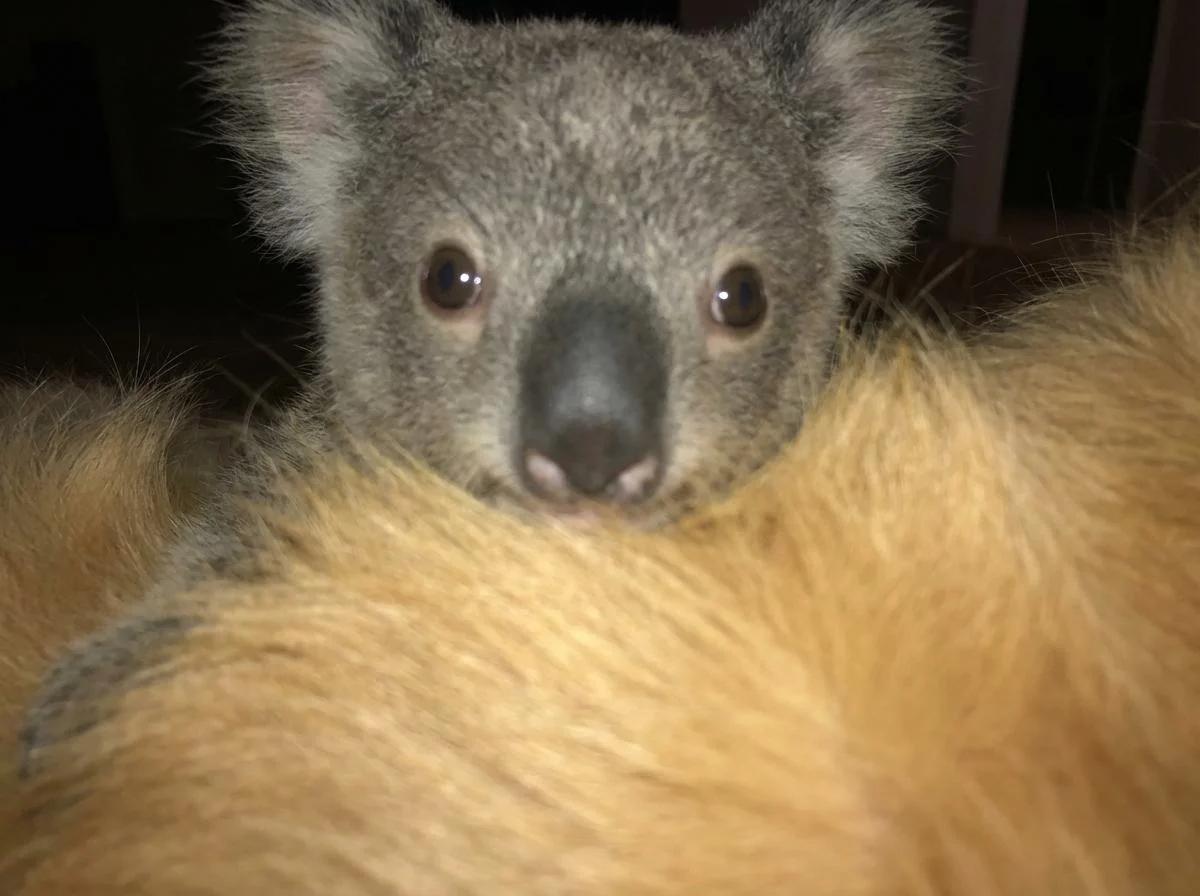 Baby Koala