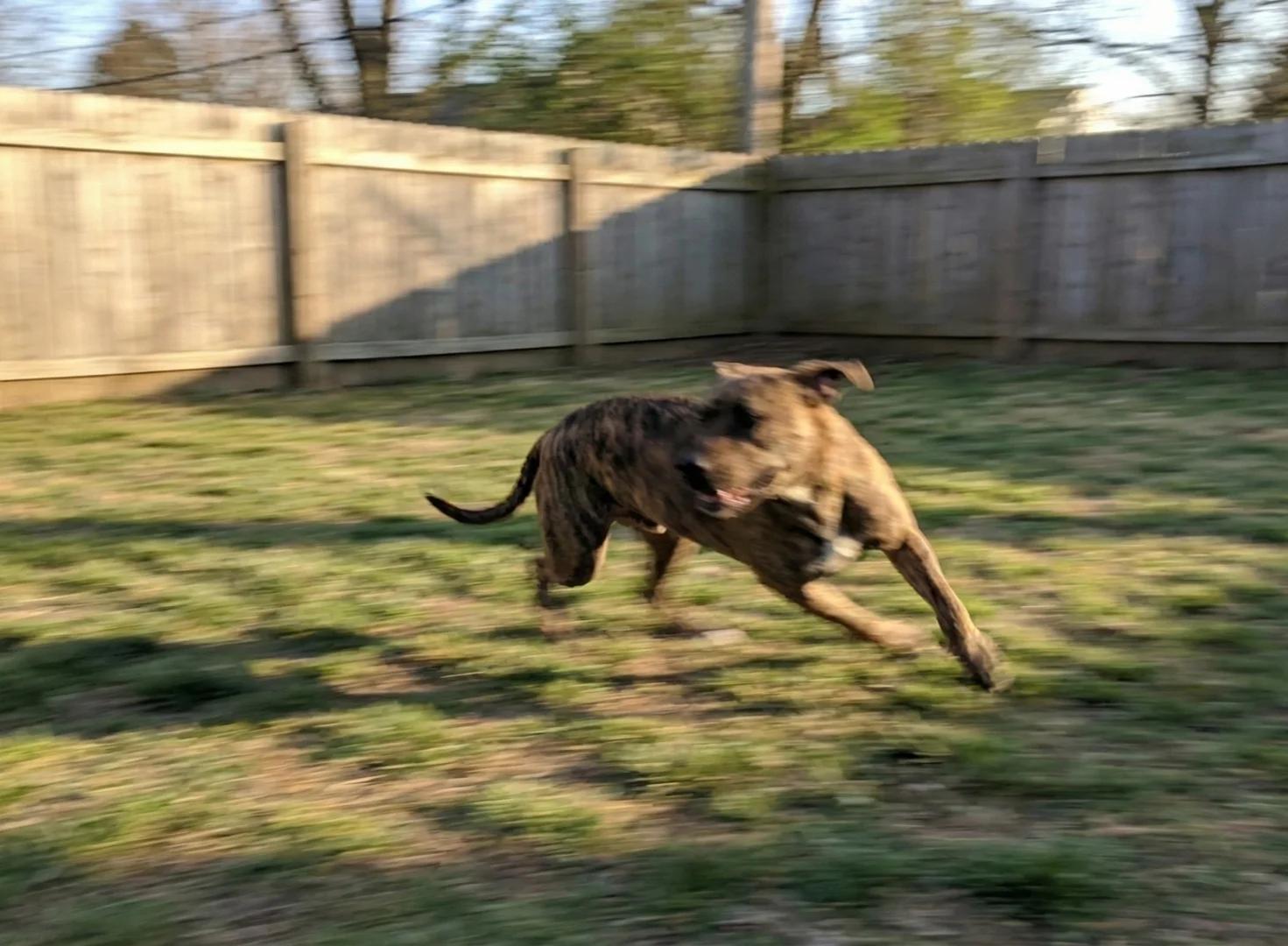 Duke the pitbull mid-run in a living room, slightly blurred from motion, looking happy and energetic