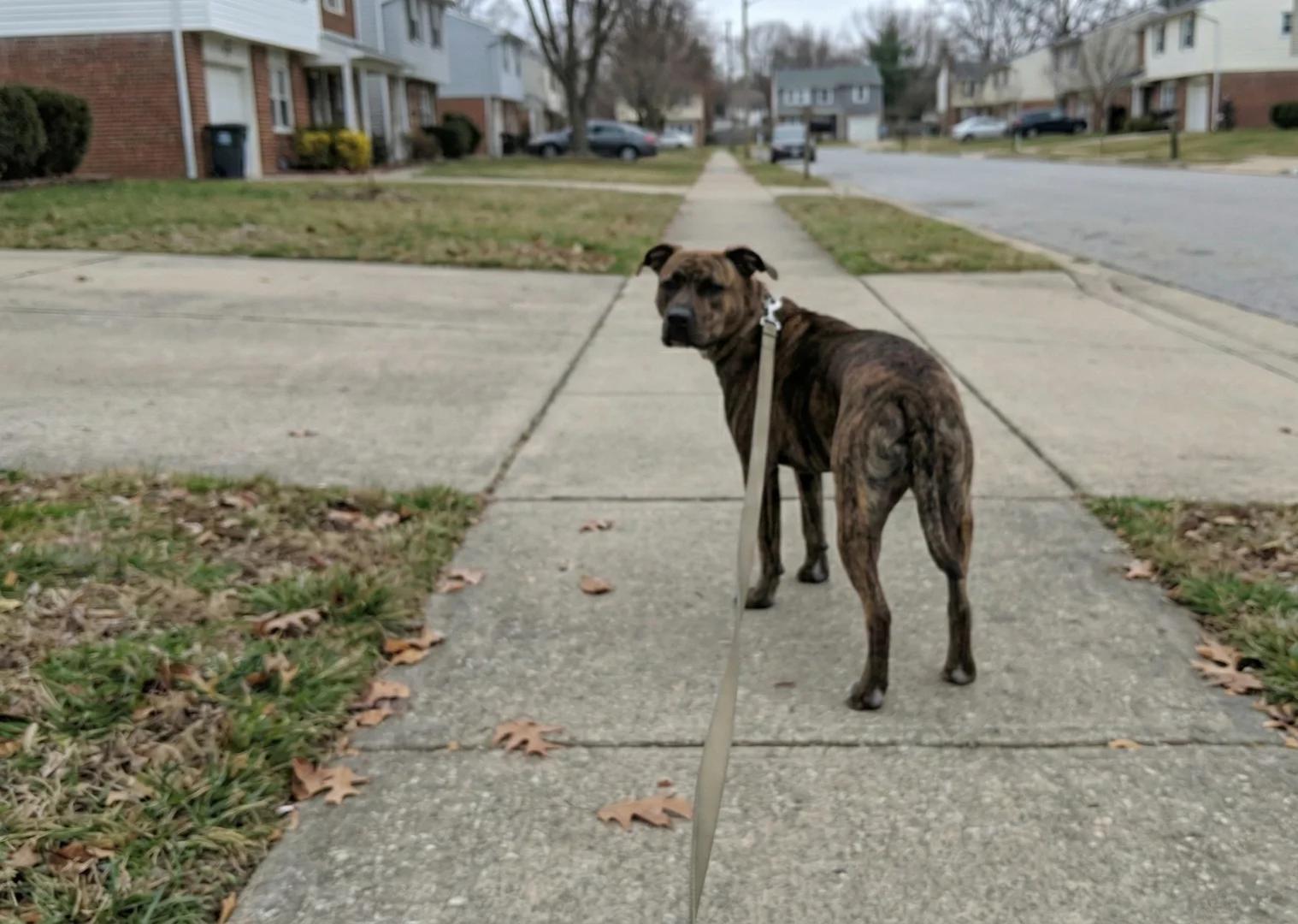 Duke the pitbull sitting calmly on a sidewalk, looking up at the camera with a proud expression, fall leaves on the ground