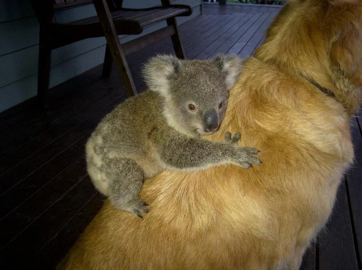 The Koala on My Porch