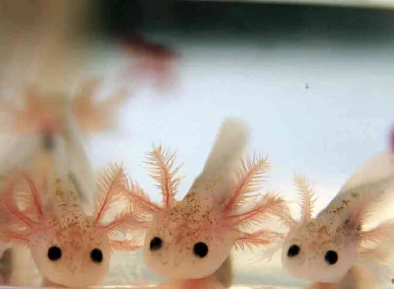 Raising Axolotls: The Forever Larva