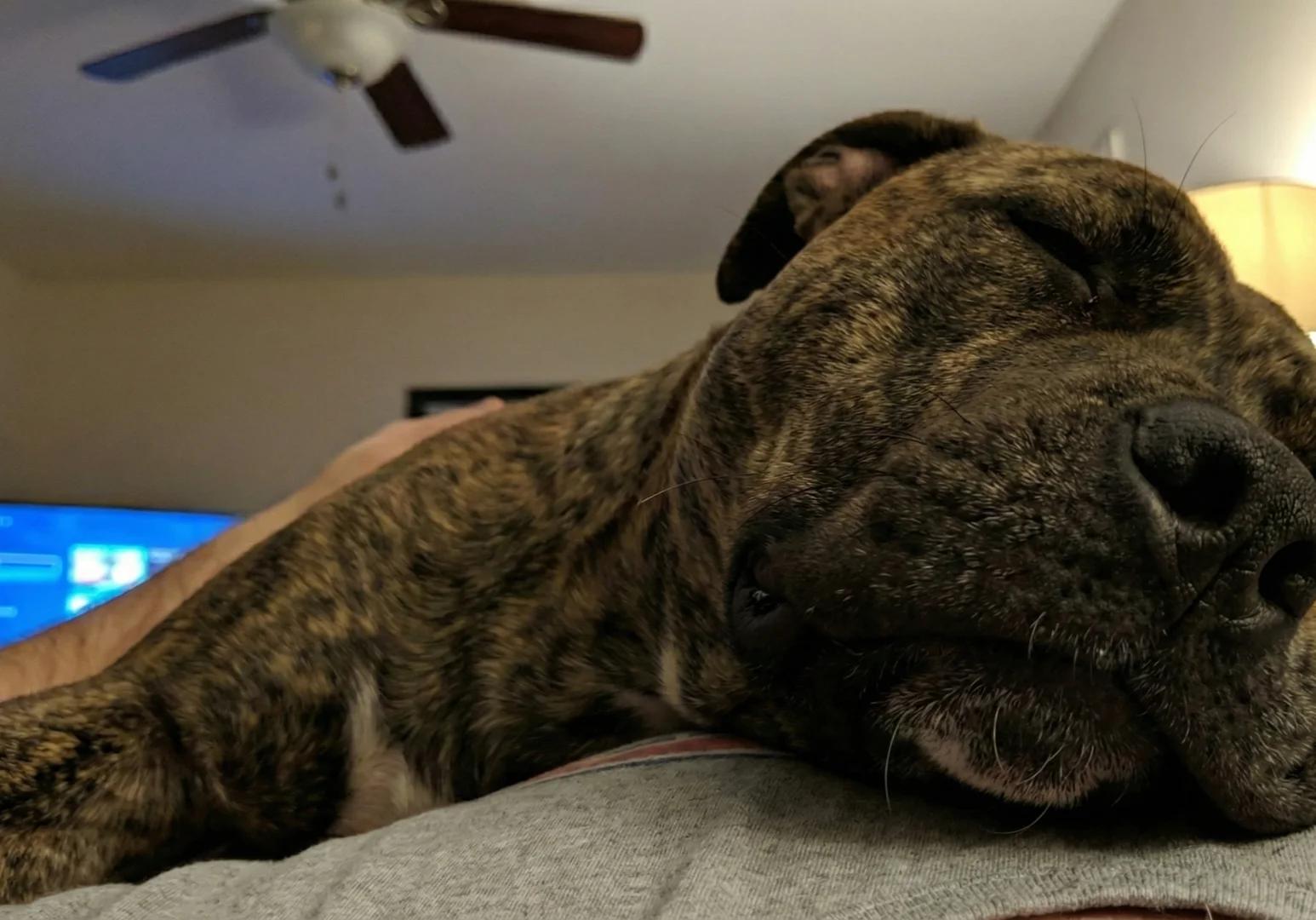 Duke the brindle pitbull curled up on his owners lap on a couch, looking content with eyes half closed