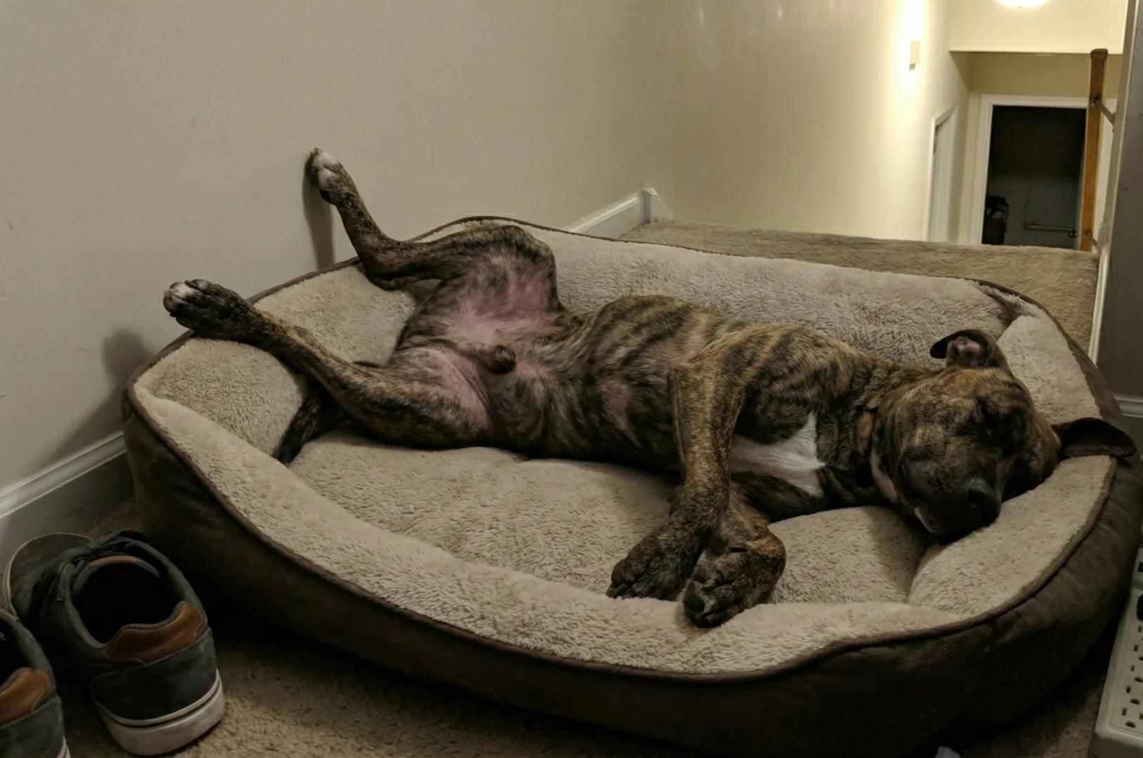 Duke the pitbull lying on his side on a dog bed with an innocent expression, looking completely unbothered