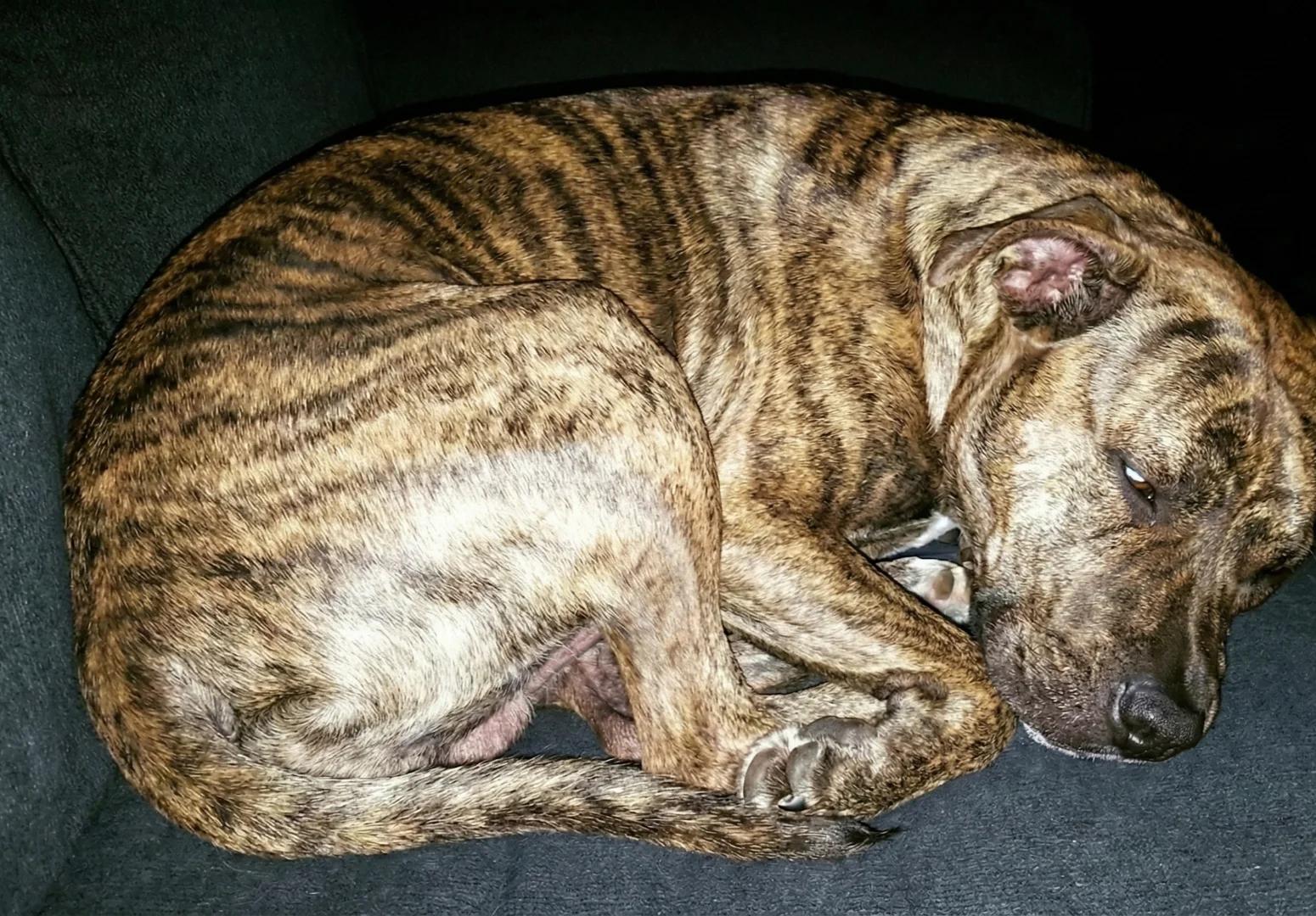 Duke the pitbull sleeping peacefully with his head resting on Pauls arm, both looking content in warm evening lighting