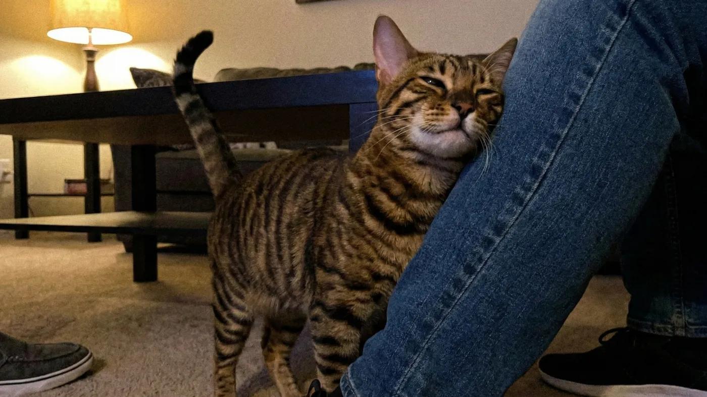 Everyone thinks he is a wild animal