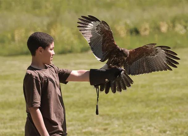 Falconry: A Lifestyle, Not a Hobby