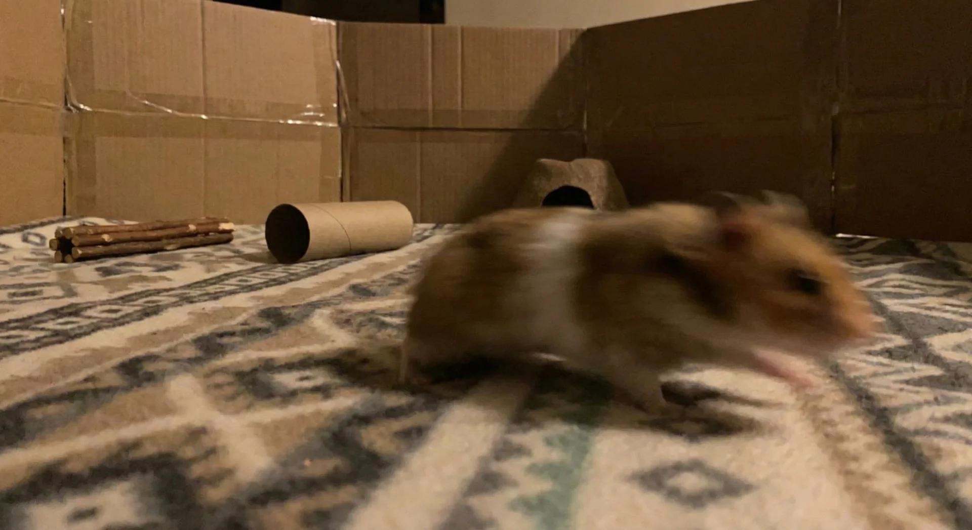 A makeshift playpen on a living room floor with cardboard boxes and mugs inside.