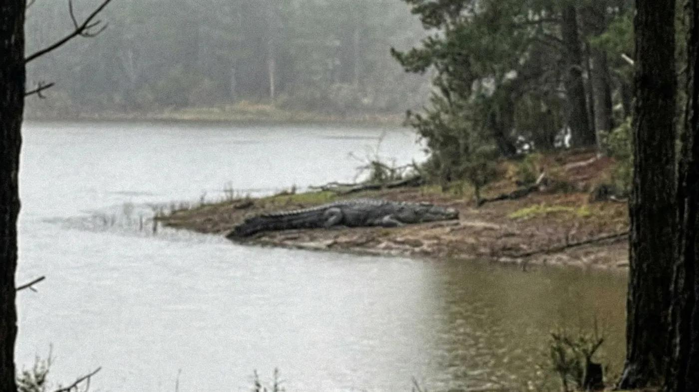 Grainy phone photo from behind some bushes showing a huge crocodile resting on a muddy bank near dark water, grey overcast sky