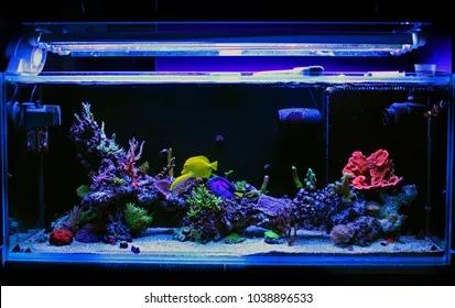 The Hidden Costs of Saltwater Reef Tanks