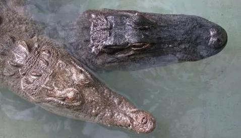 Alligator vs. Crocodile: Spotting the Difference