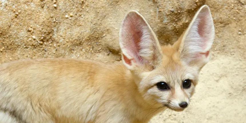So You Want a Fennec Fox?