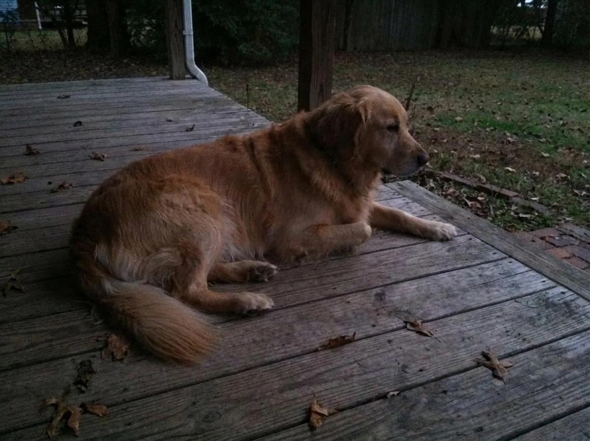 The golden retriever, Asha, lying on the wooden porch by herself, looking a little sad and looking off into the distance.