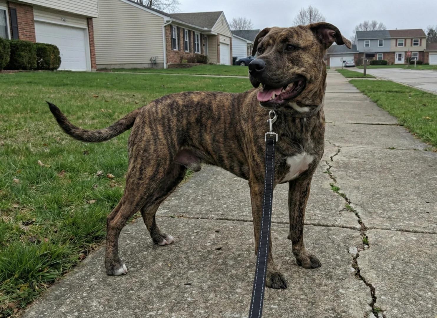 Duke the pitbull sitting obediently on a sidewalk during a walk, looking up at the camera with a calm expression while wearing a harness