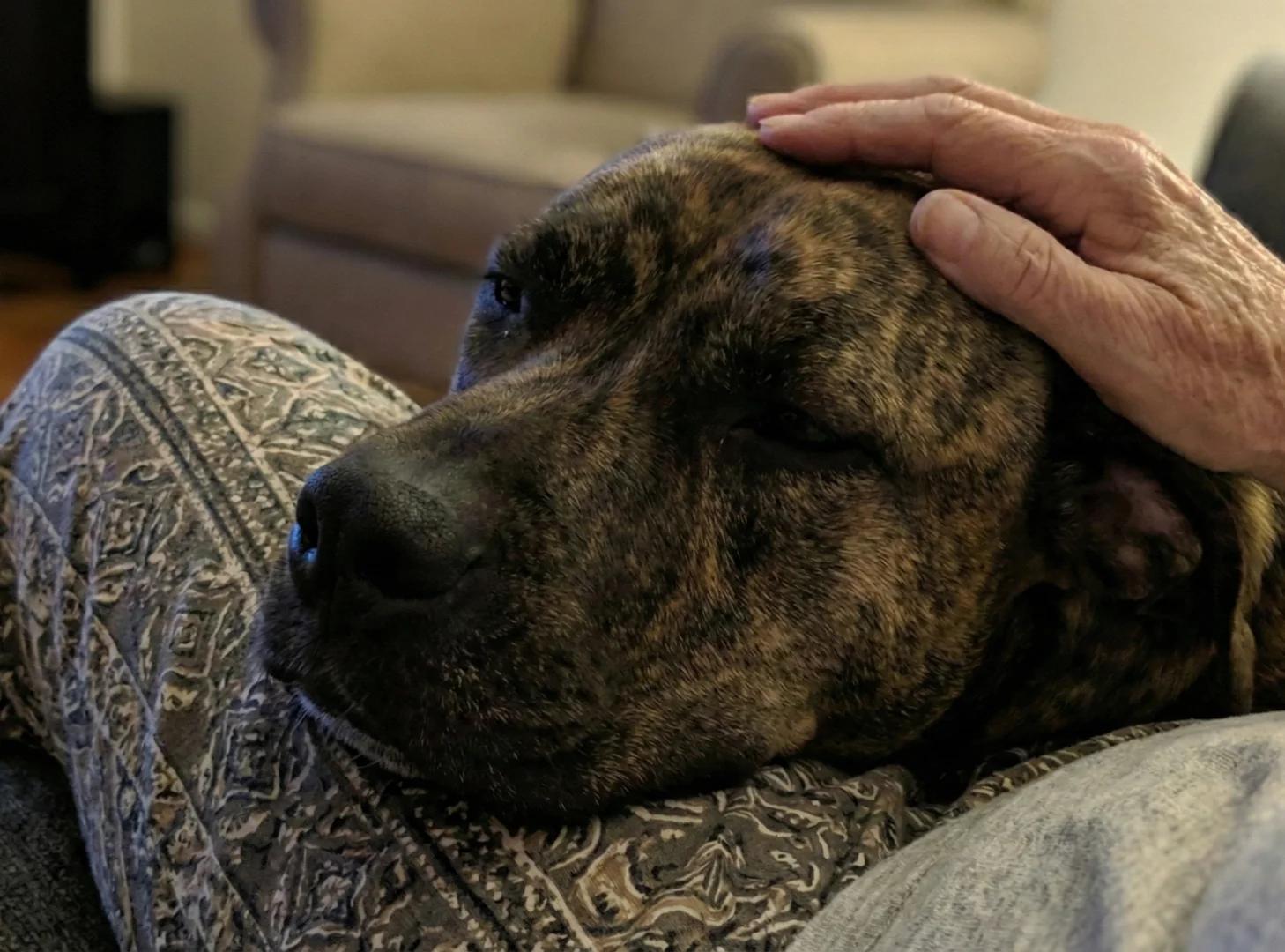 Duke the pitbull resting his head gently on an elderly womans knee while she pets him, both looking calm and content