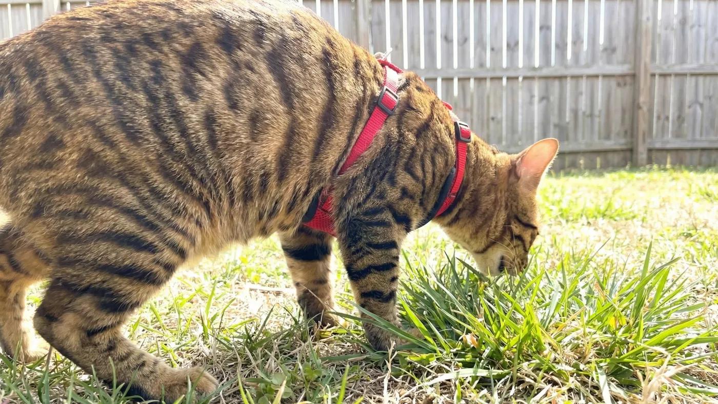 Trying to walk the cat