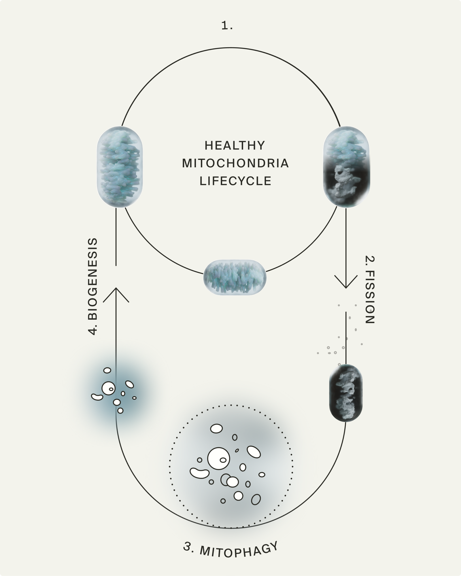 Mitophagy