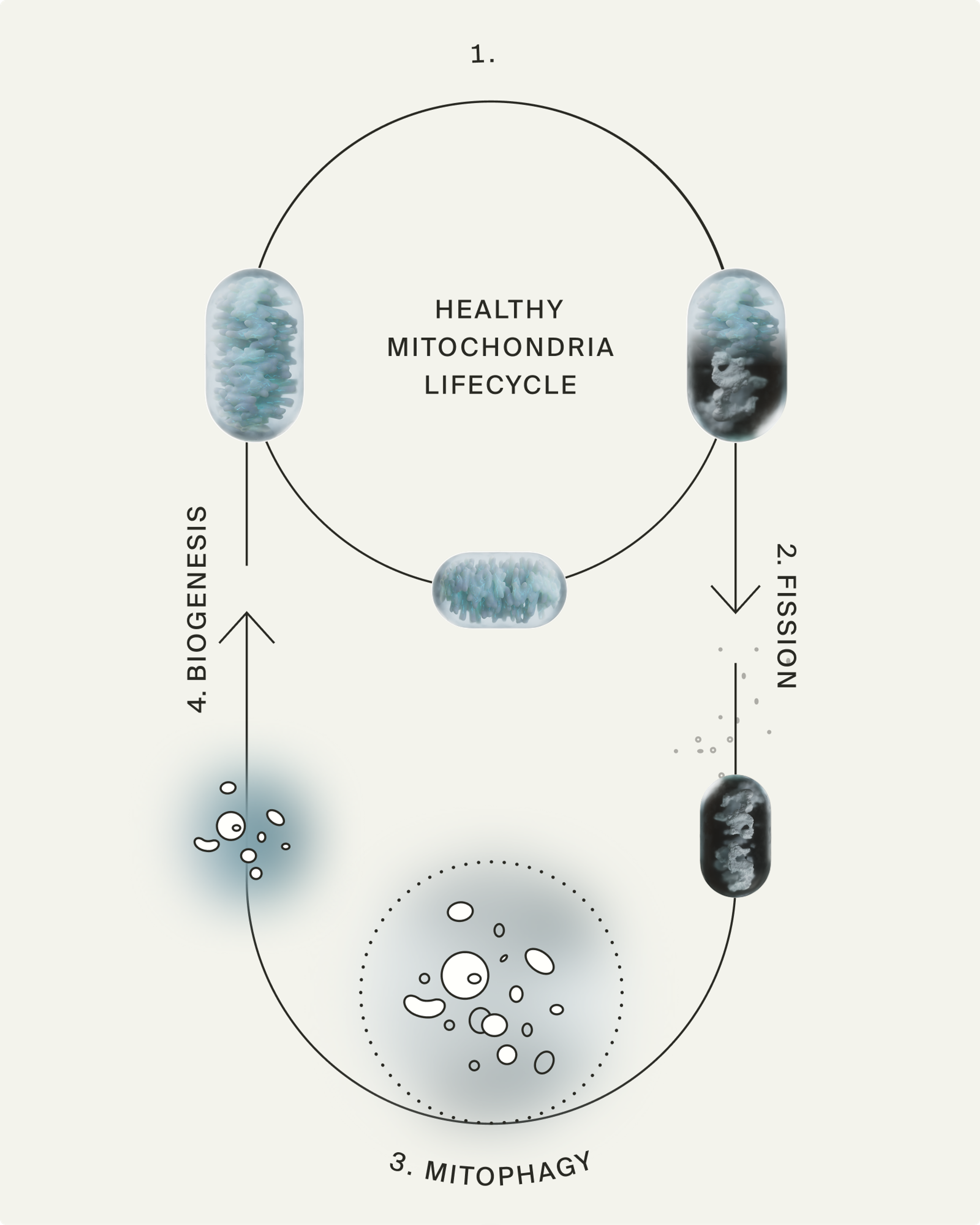 Mitophagy
