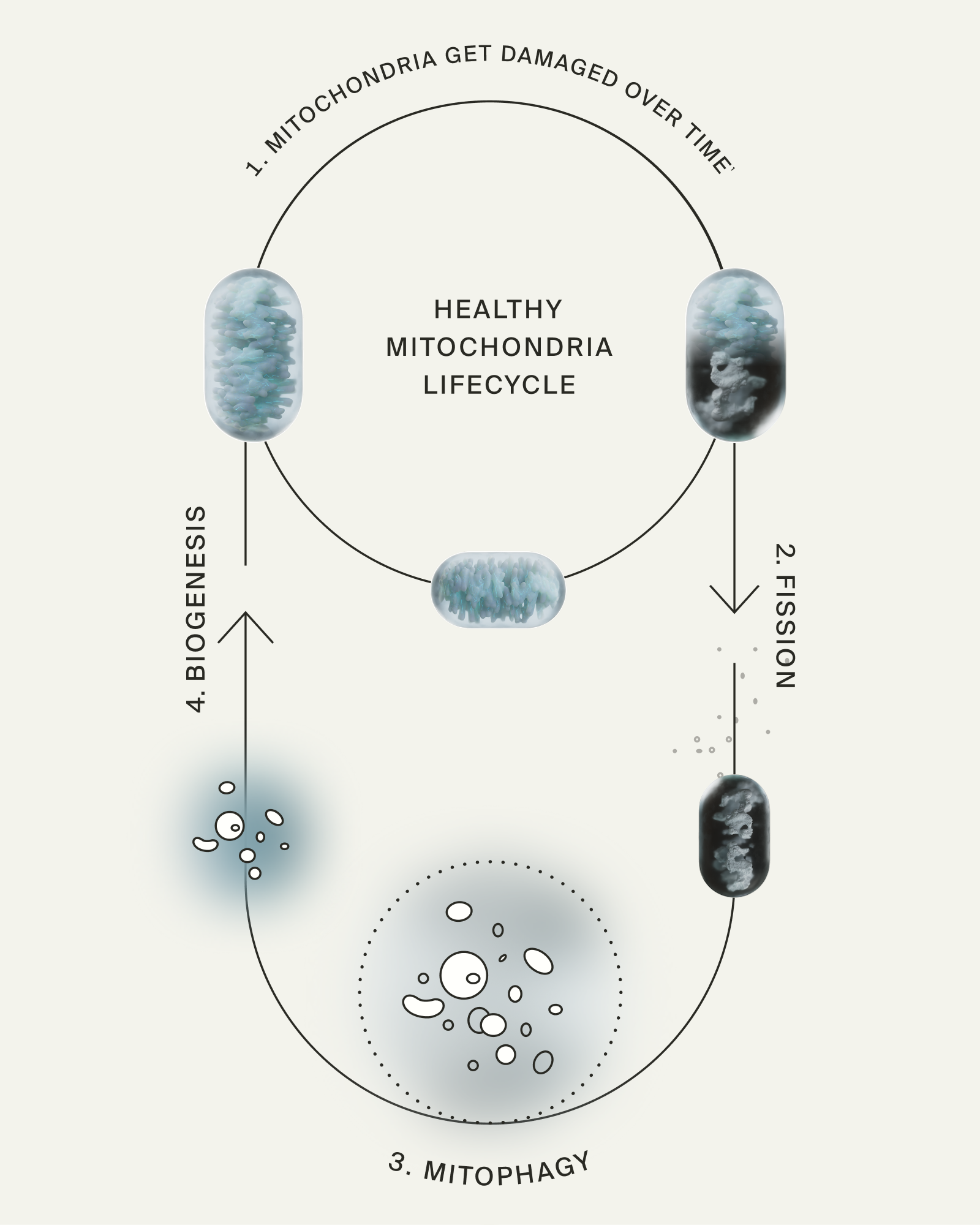 Mitophagy