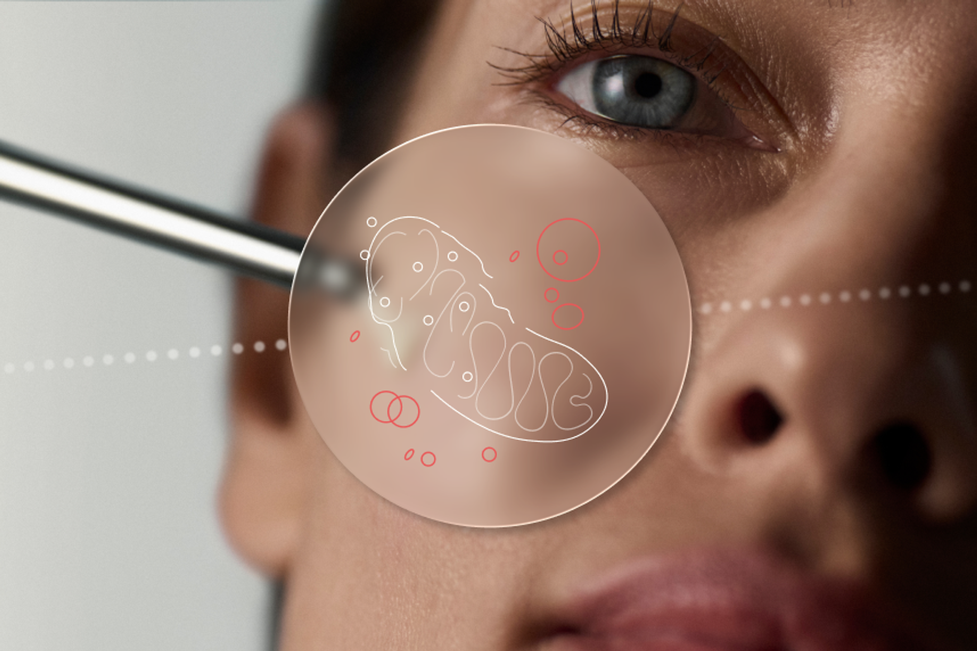 Science of Mitopure for Skin
