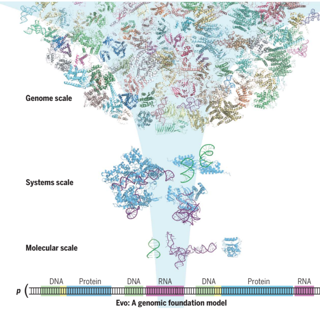 Genome modelling and design across all domains of life with Evo 2