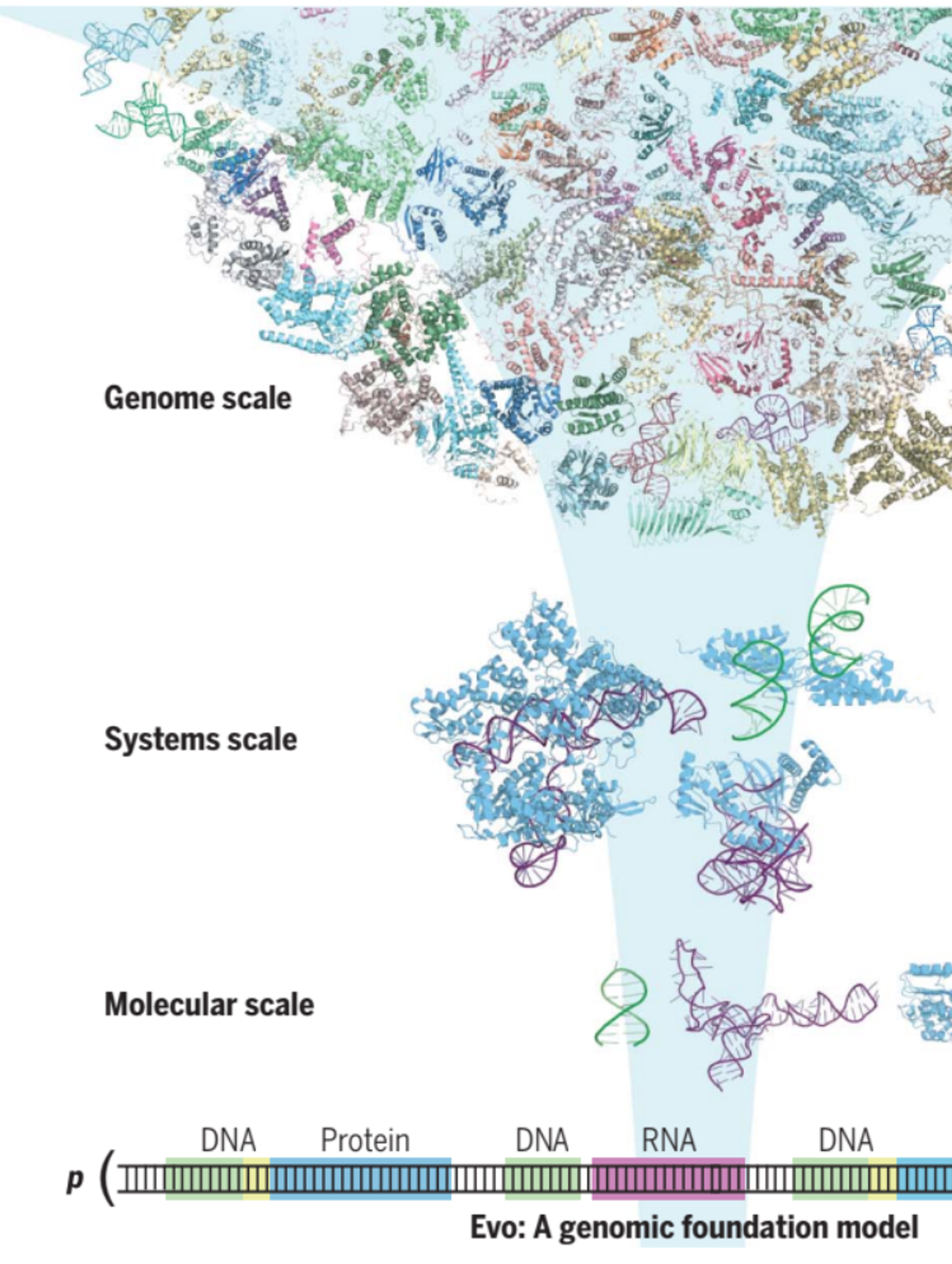 Genome modelling and design across all domains of life with Evo 2