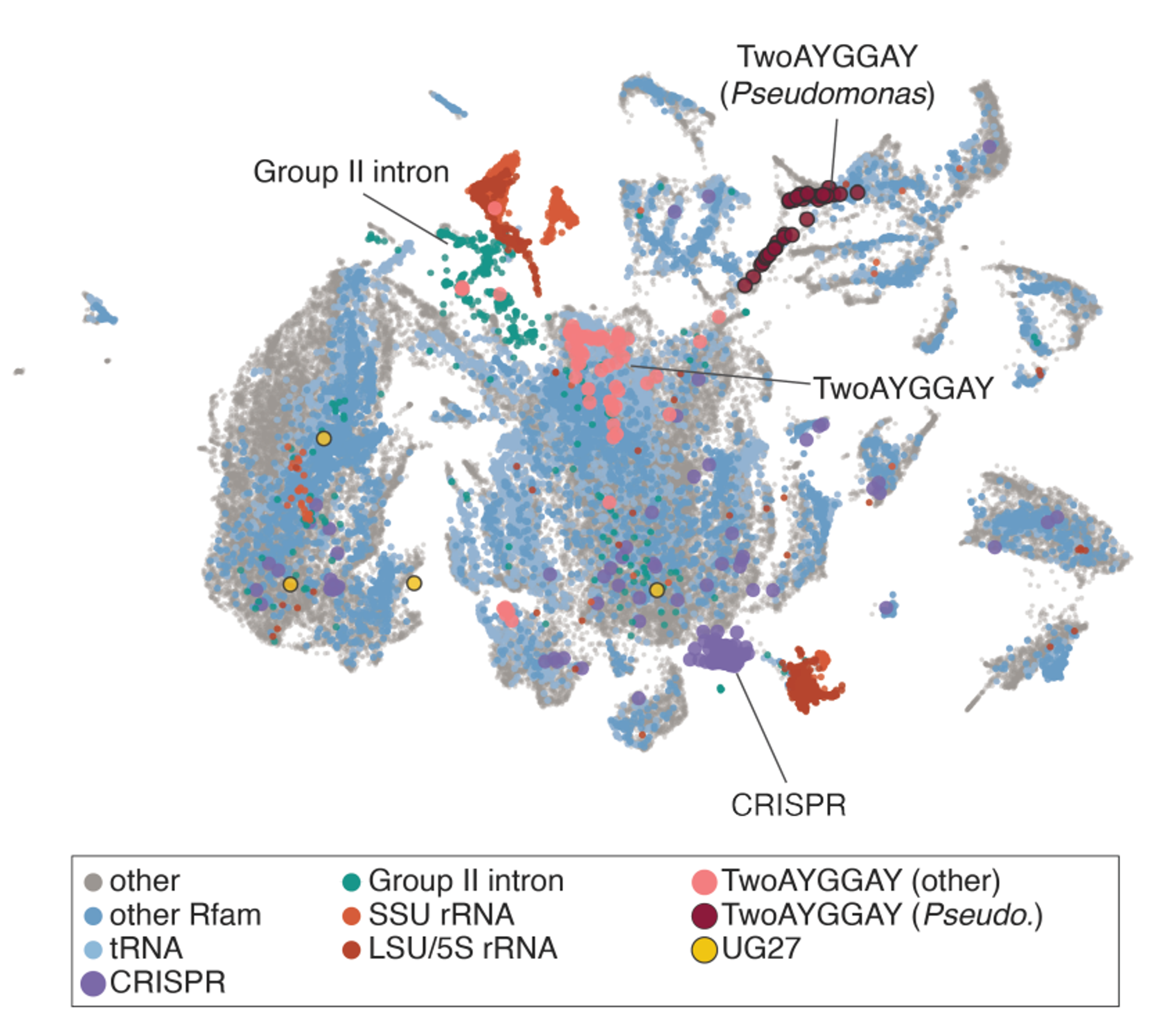 Coevolutionary mining of prokaryotic non-coding elements with a genome language mode