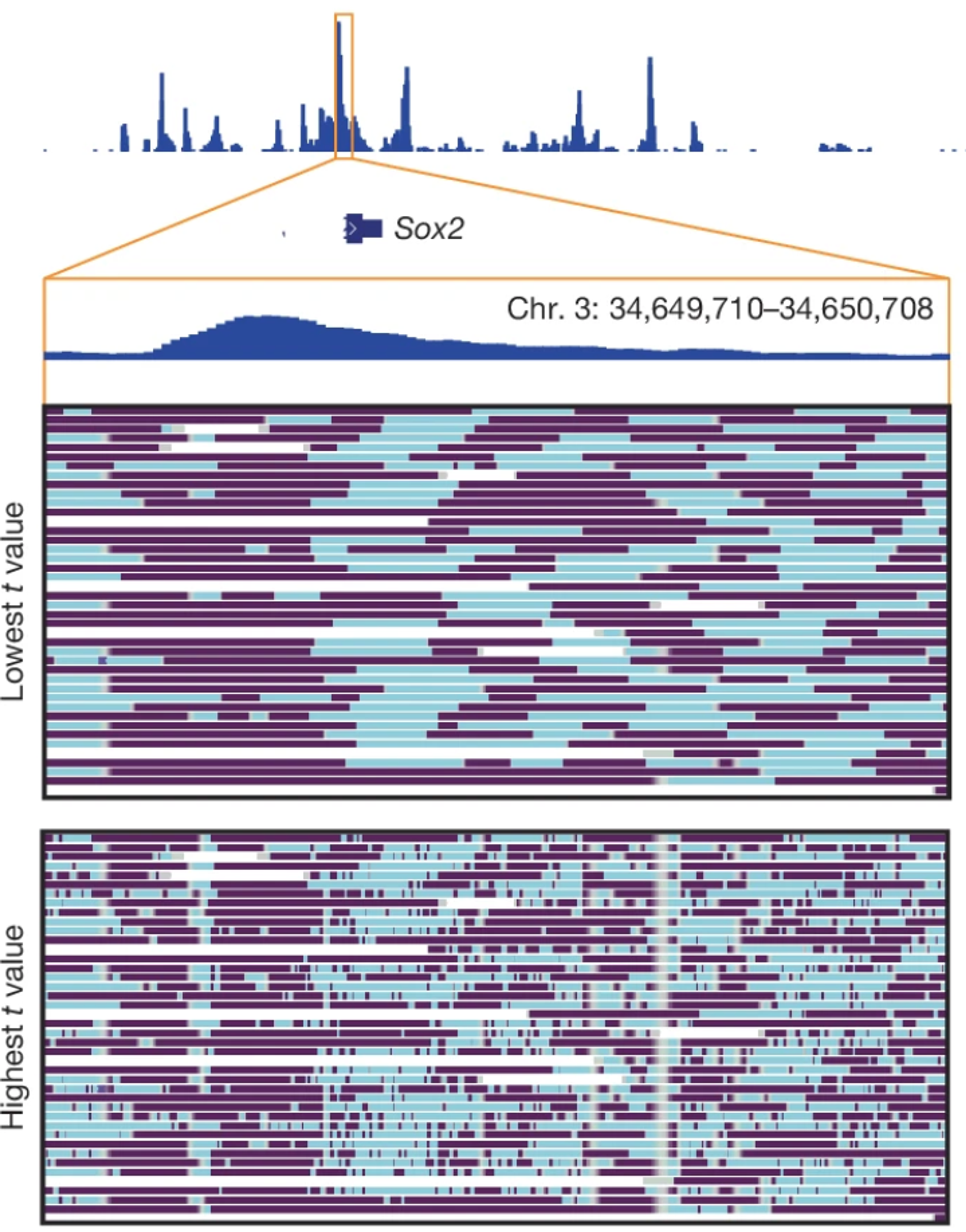 Pervasive and programmed nucleosome distortion on single chromatin fibres