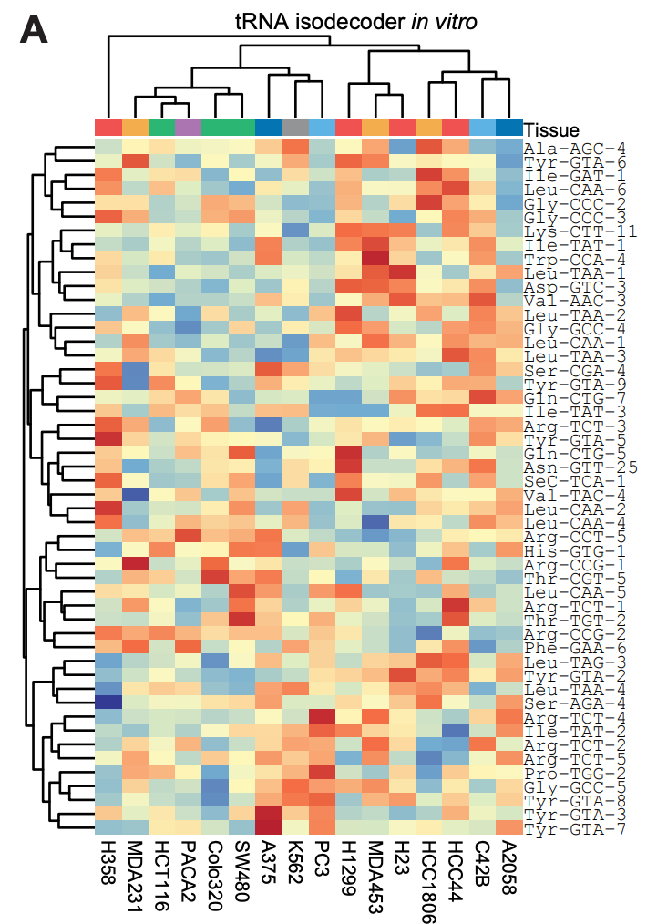The adaptive architecture of tRNA dependencies across physiological tumor environments