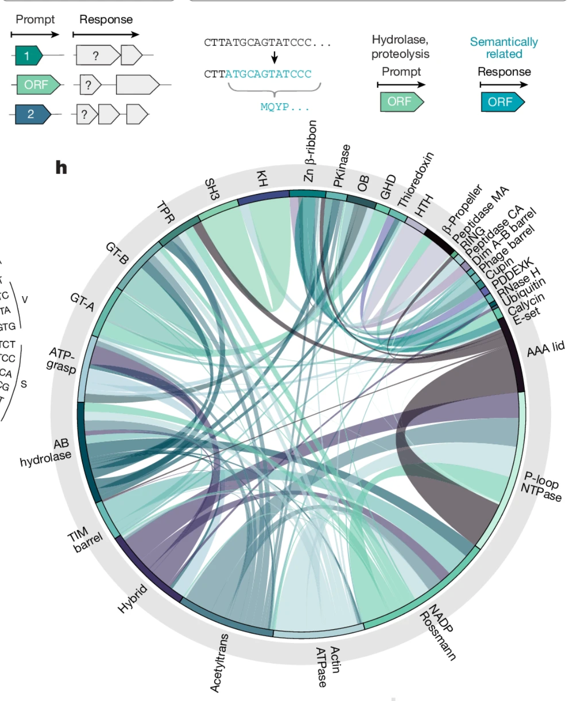 Semantic design of functional de novo genes from a genomic language model
