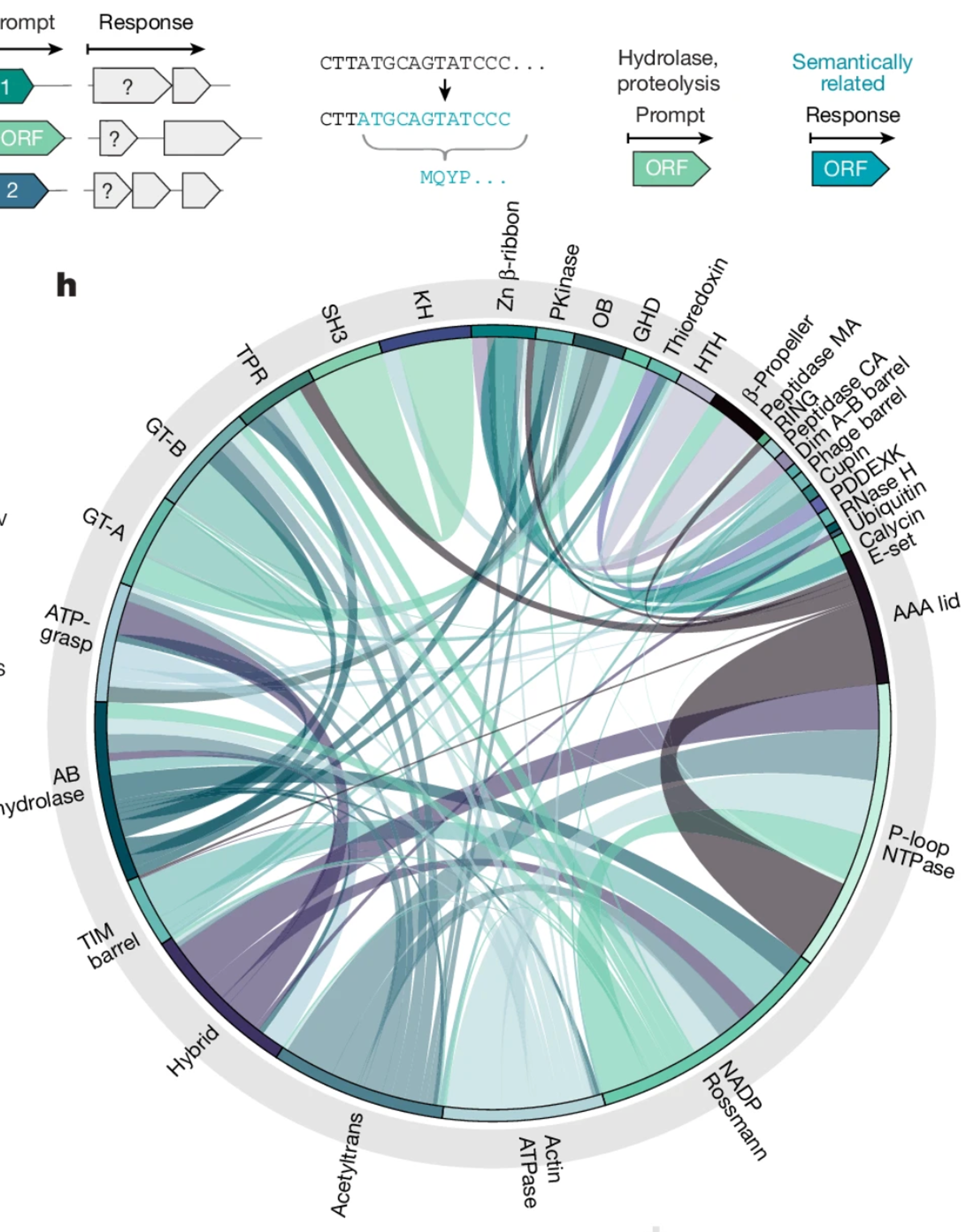 Semantic design of functional de novo genes from a genomic language model