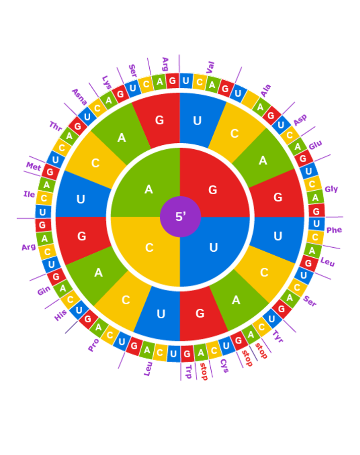 Learning the Language of Codon Translation with CodonFM