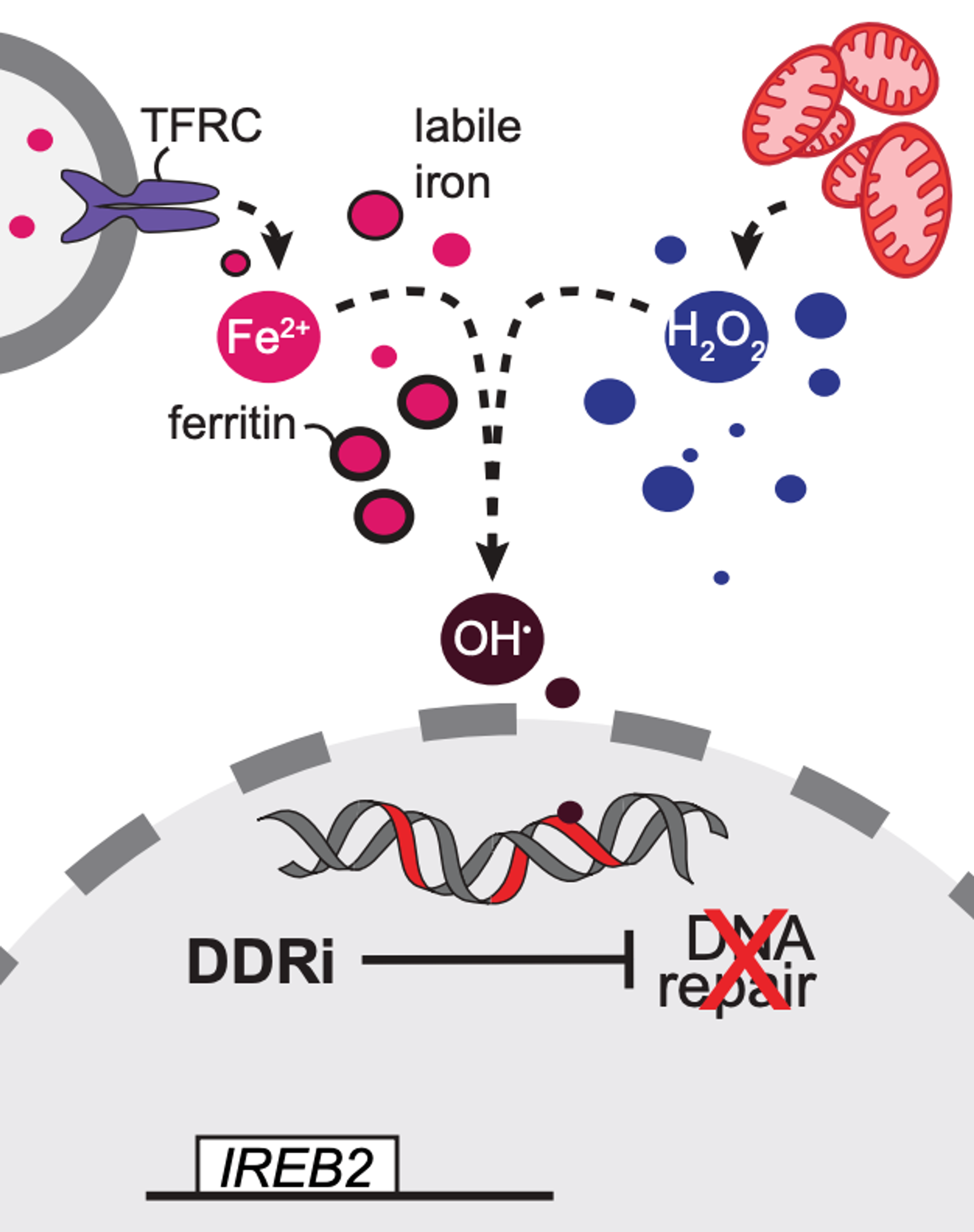 Chemogenomic maps reveal a PRDX1-dependent iron–damage axis in the DNA damage response