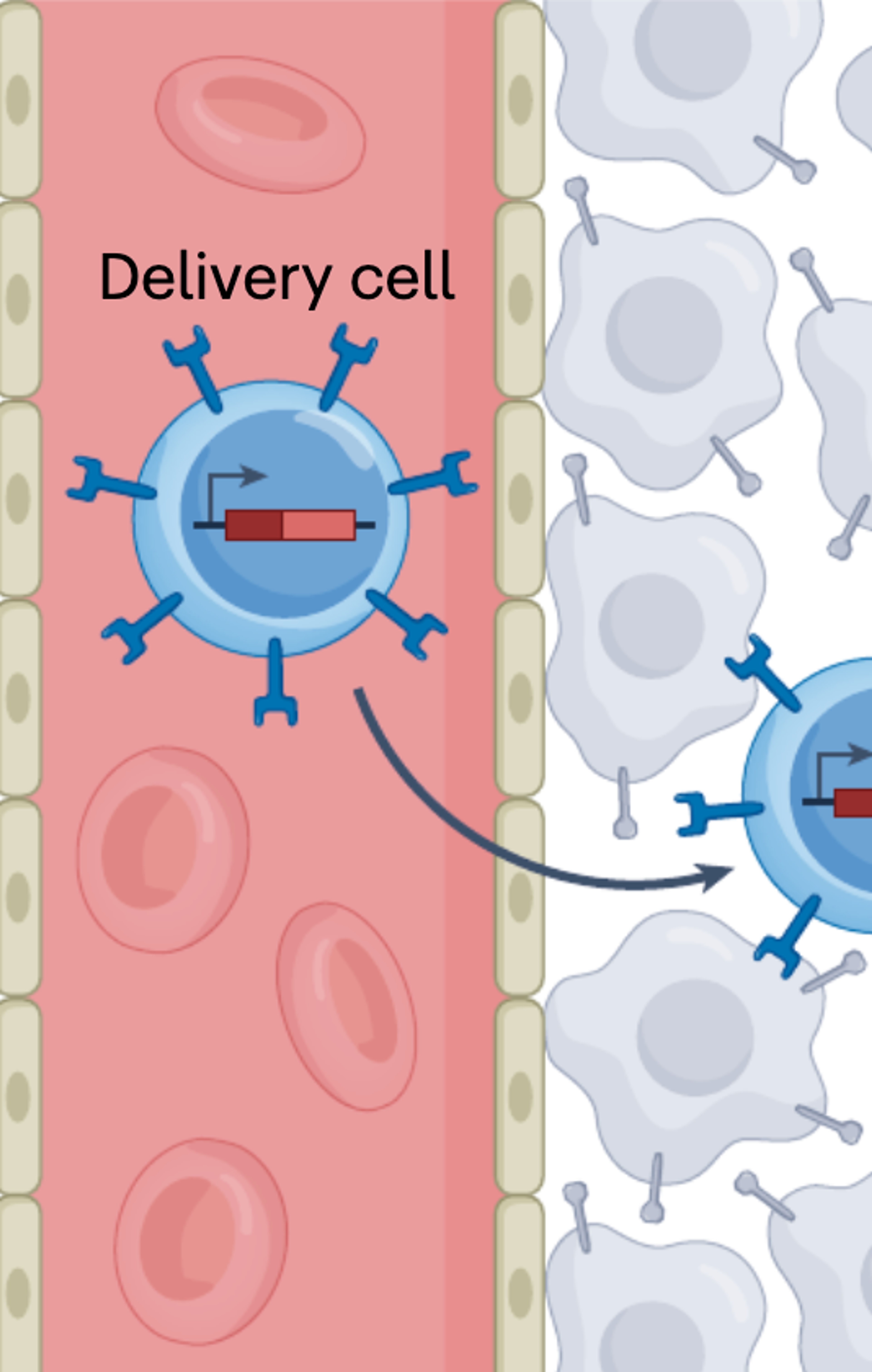 Engineered cells as programmable mRNA delivery vehicles
