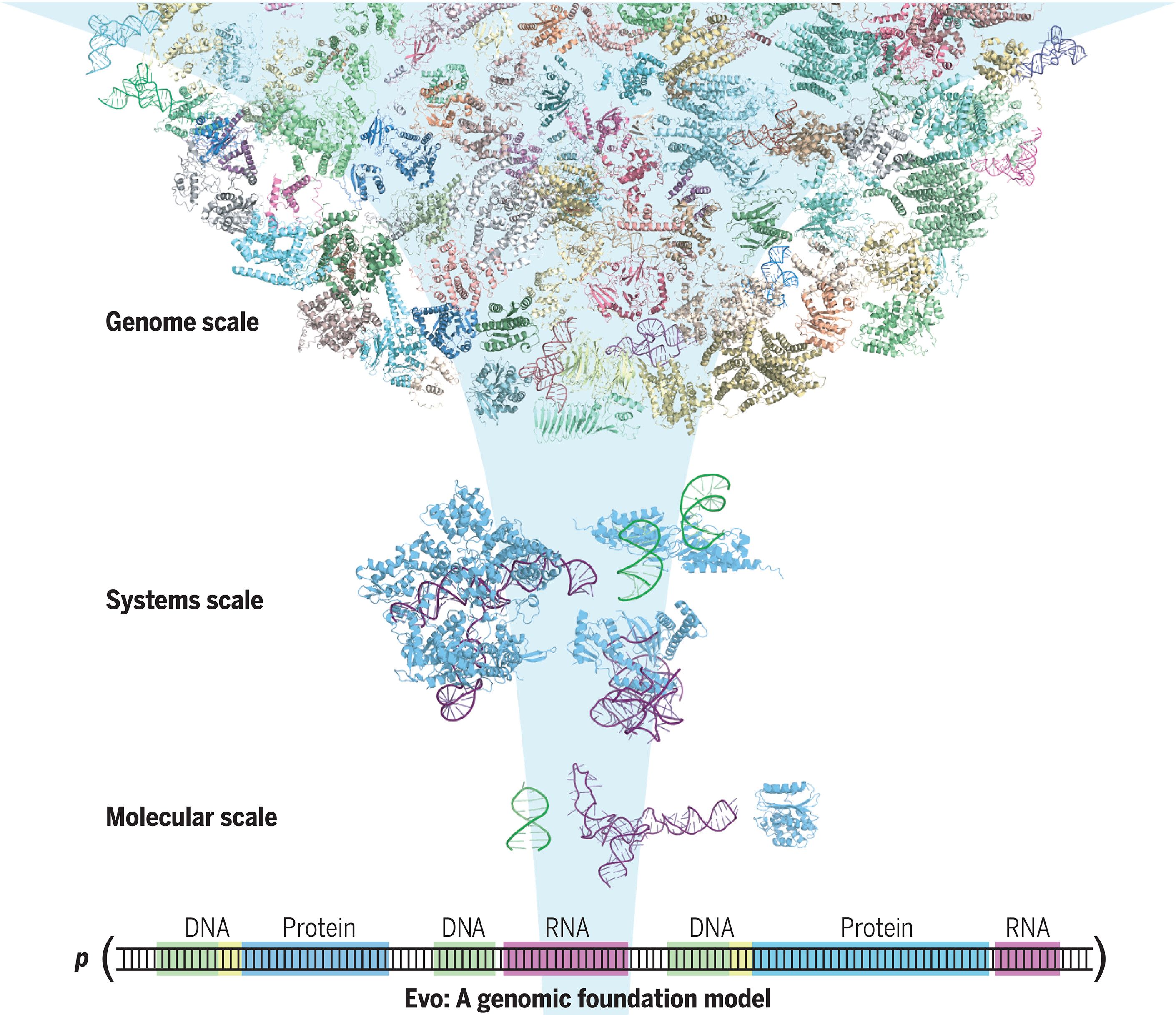 Sequence modeling and design from molecular to genome scale with Evo