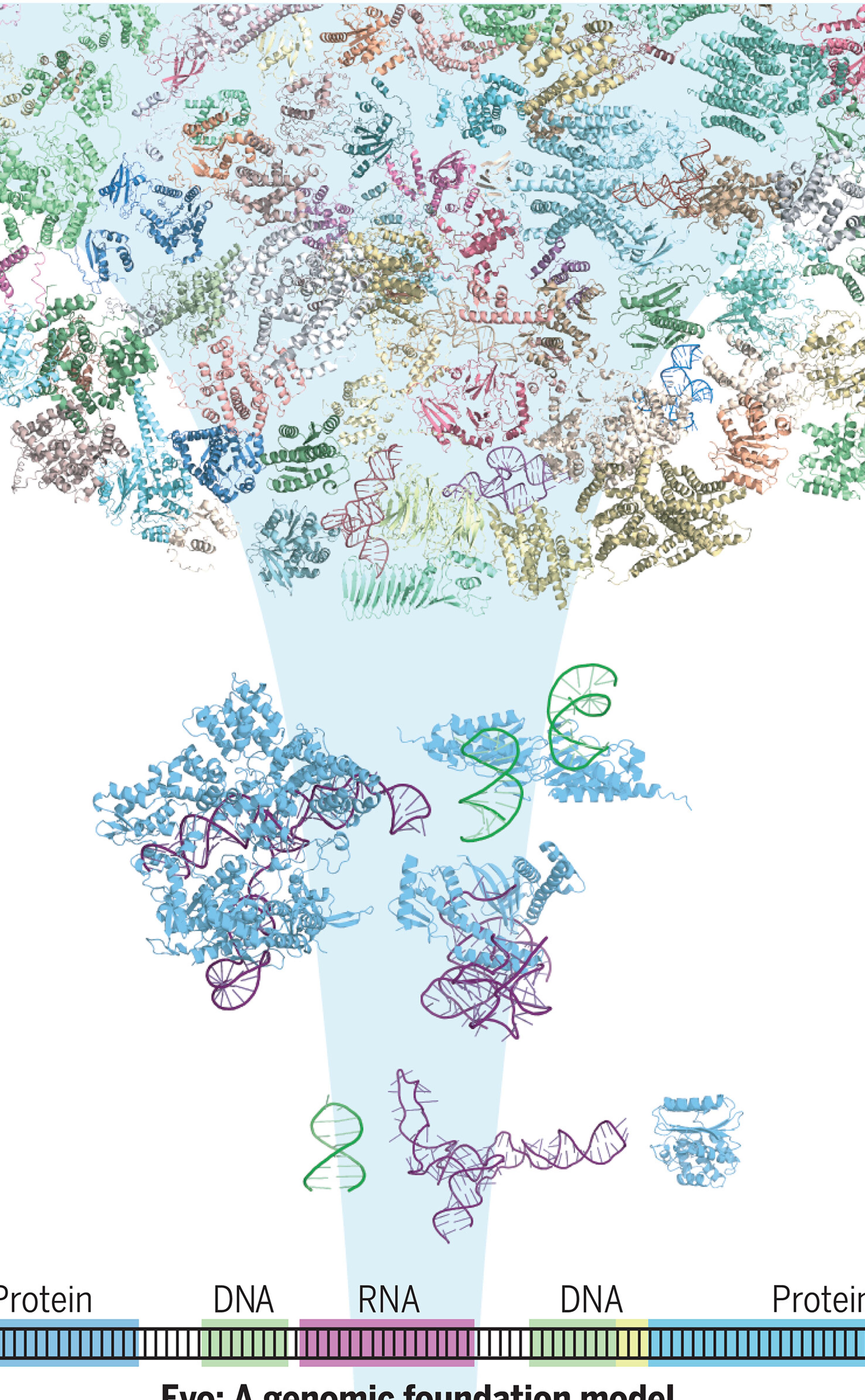 Sequence modeling and design from molecular to genome scale with Evo