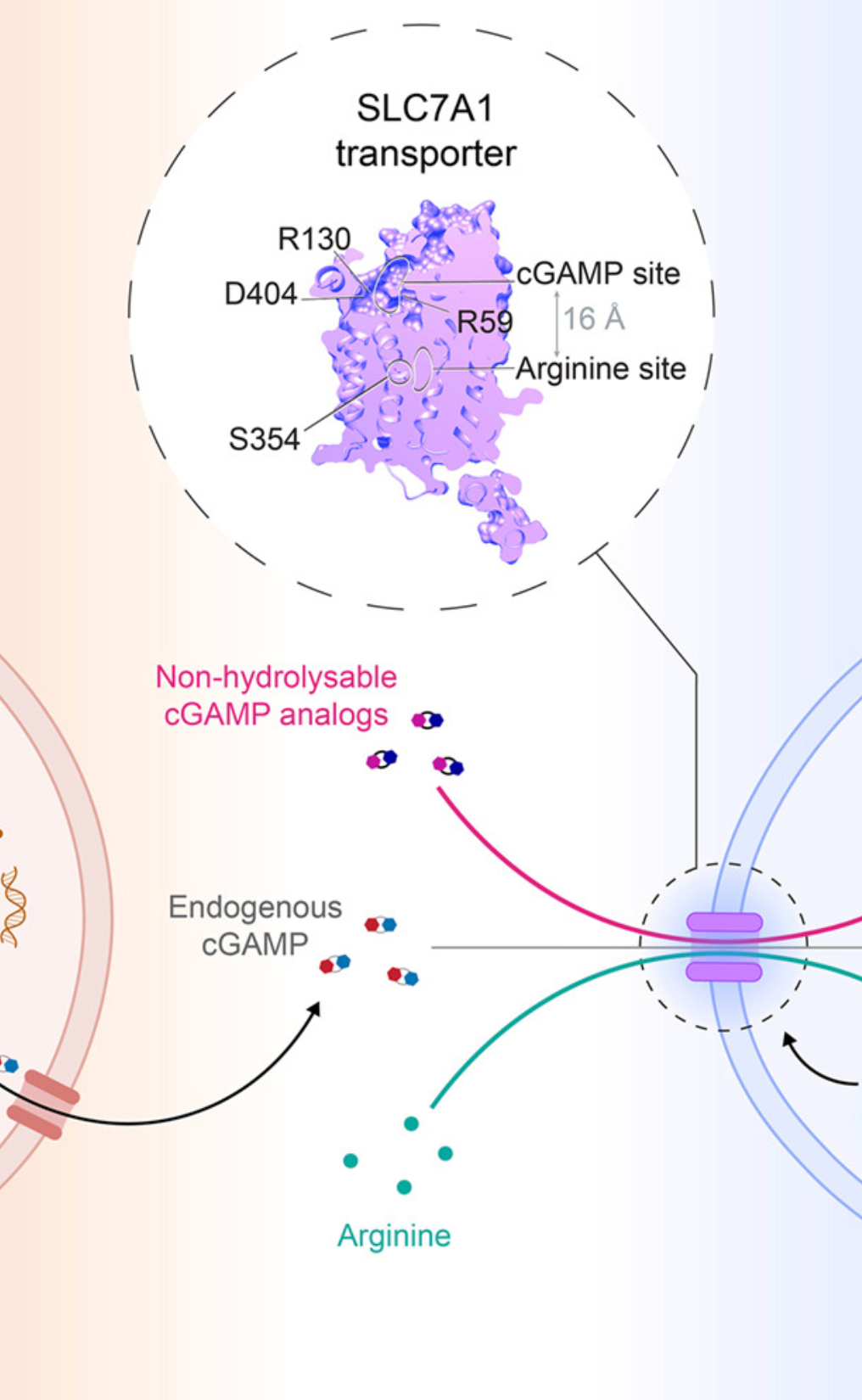 Activation-induced SLC7A1 expression enhances T cell sensitivity to cGAMP-mediated STING signaling
