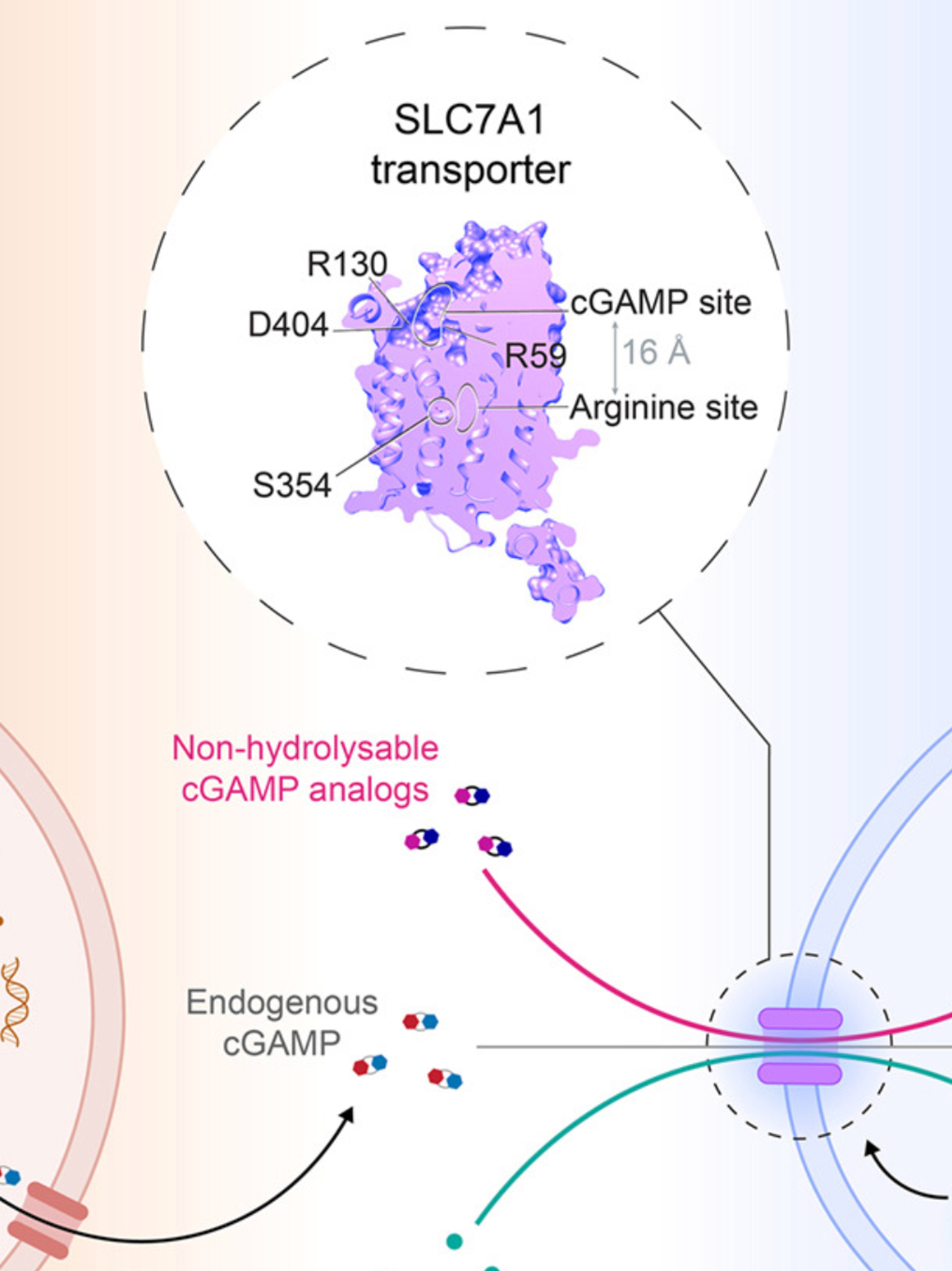 Activation-induced SLC7A1 expression enhances T cell sensitivity to cGAMP-mediated STING signaling