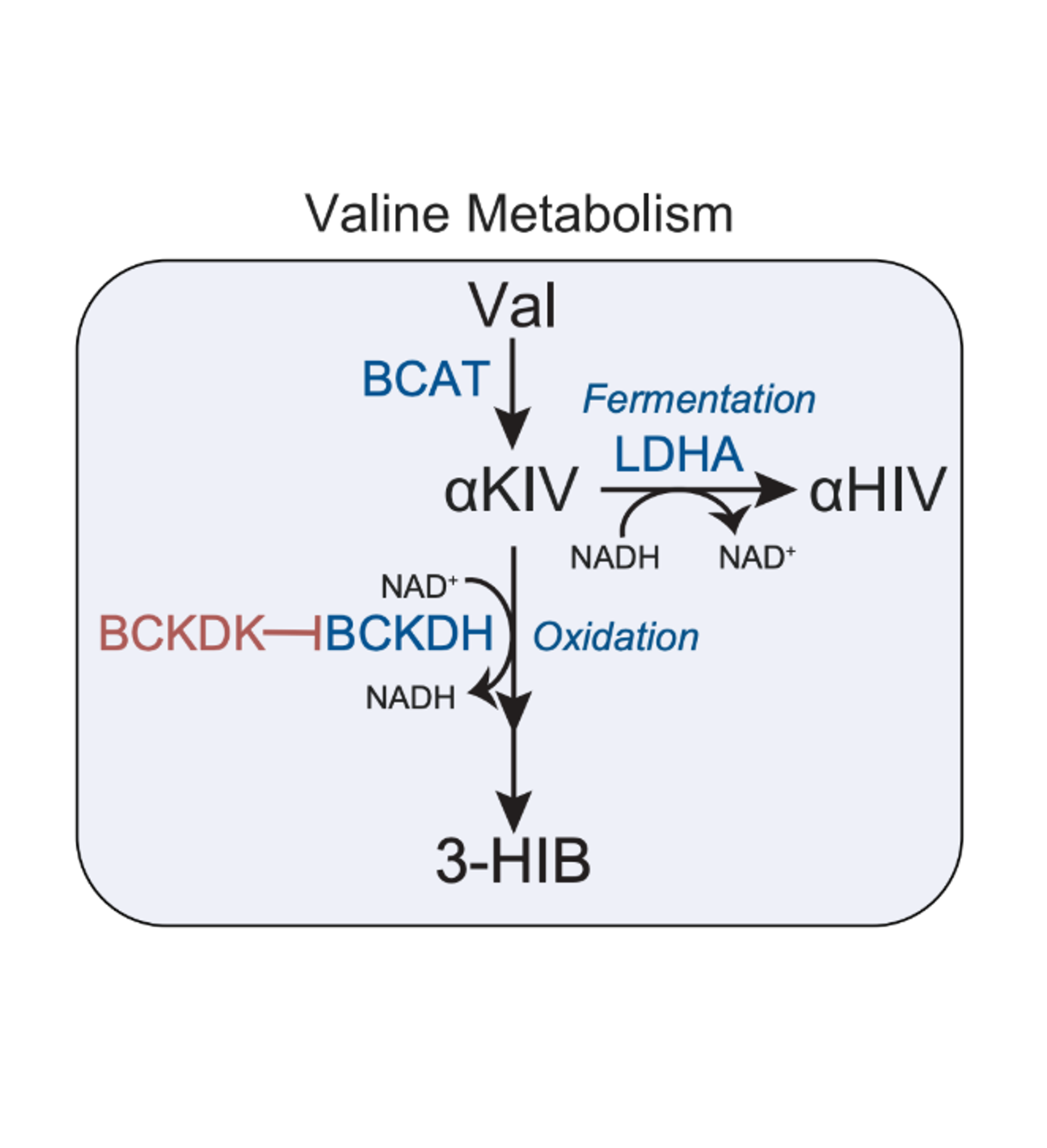 Branched-chain amino acid fermentation as an alternative mammalian electron sink