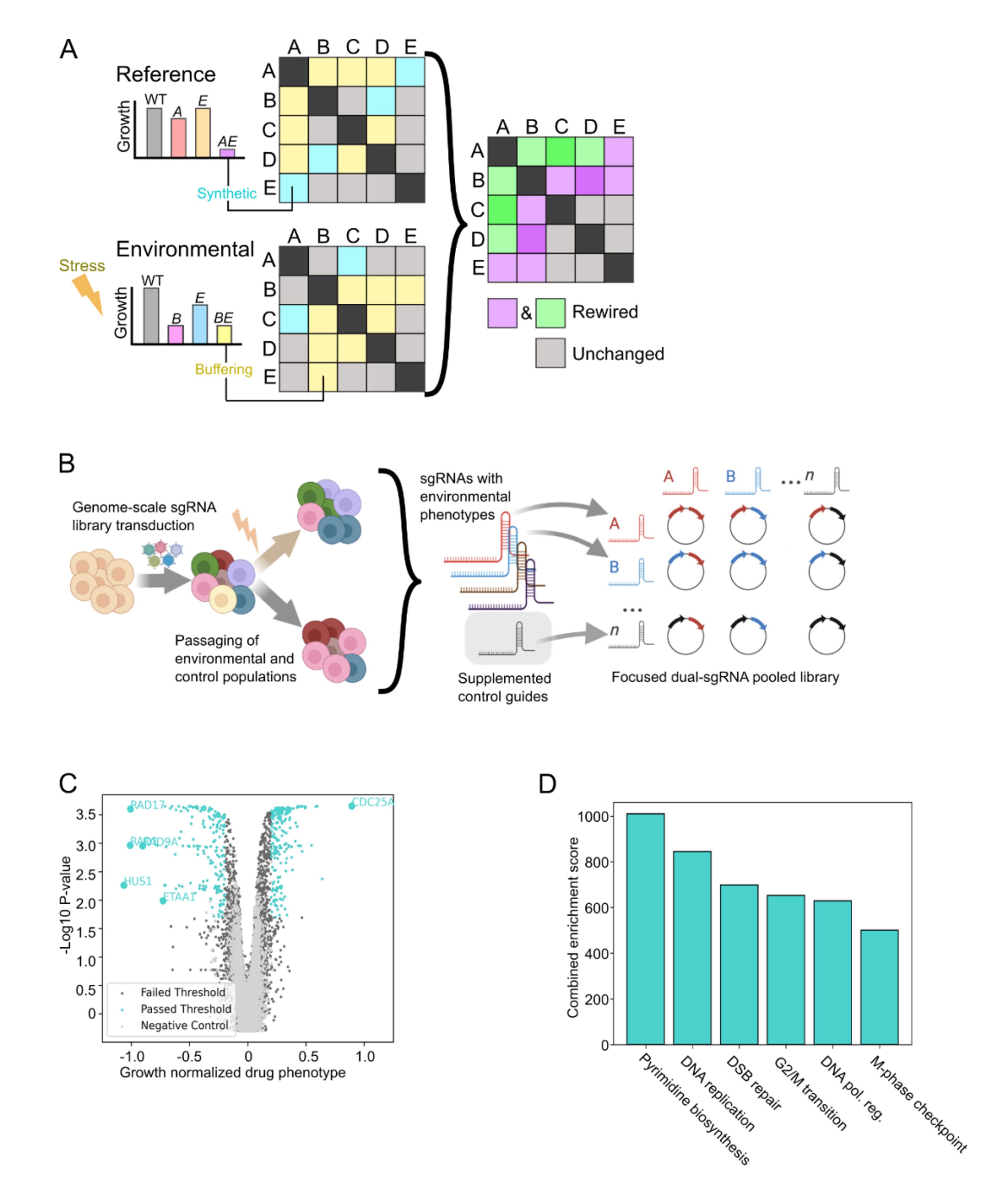 Environmental challenge rewires functional connections among human genes