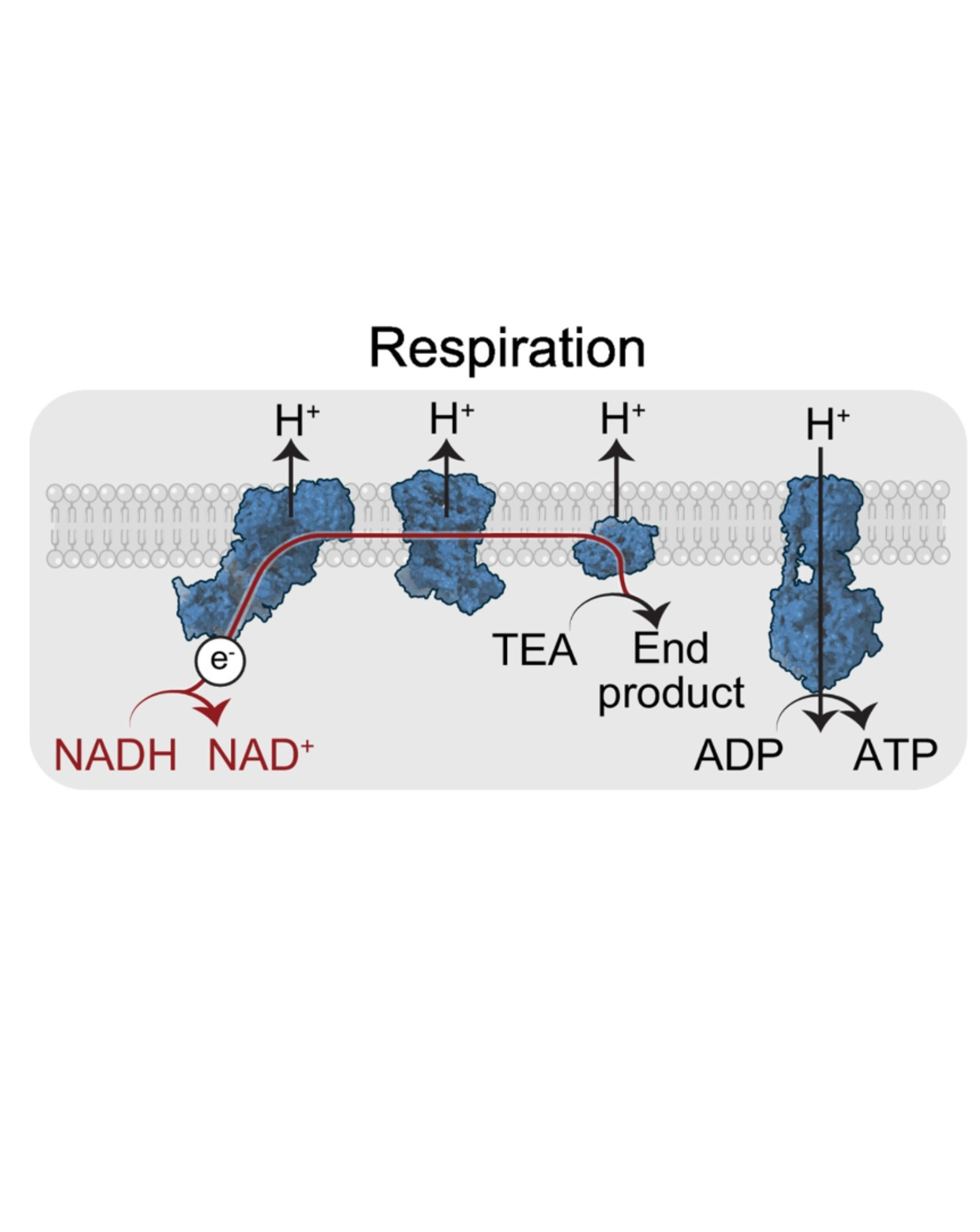 The diversity of terminal electron acceptors across eukaryotes