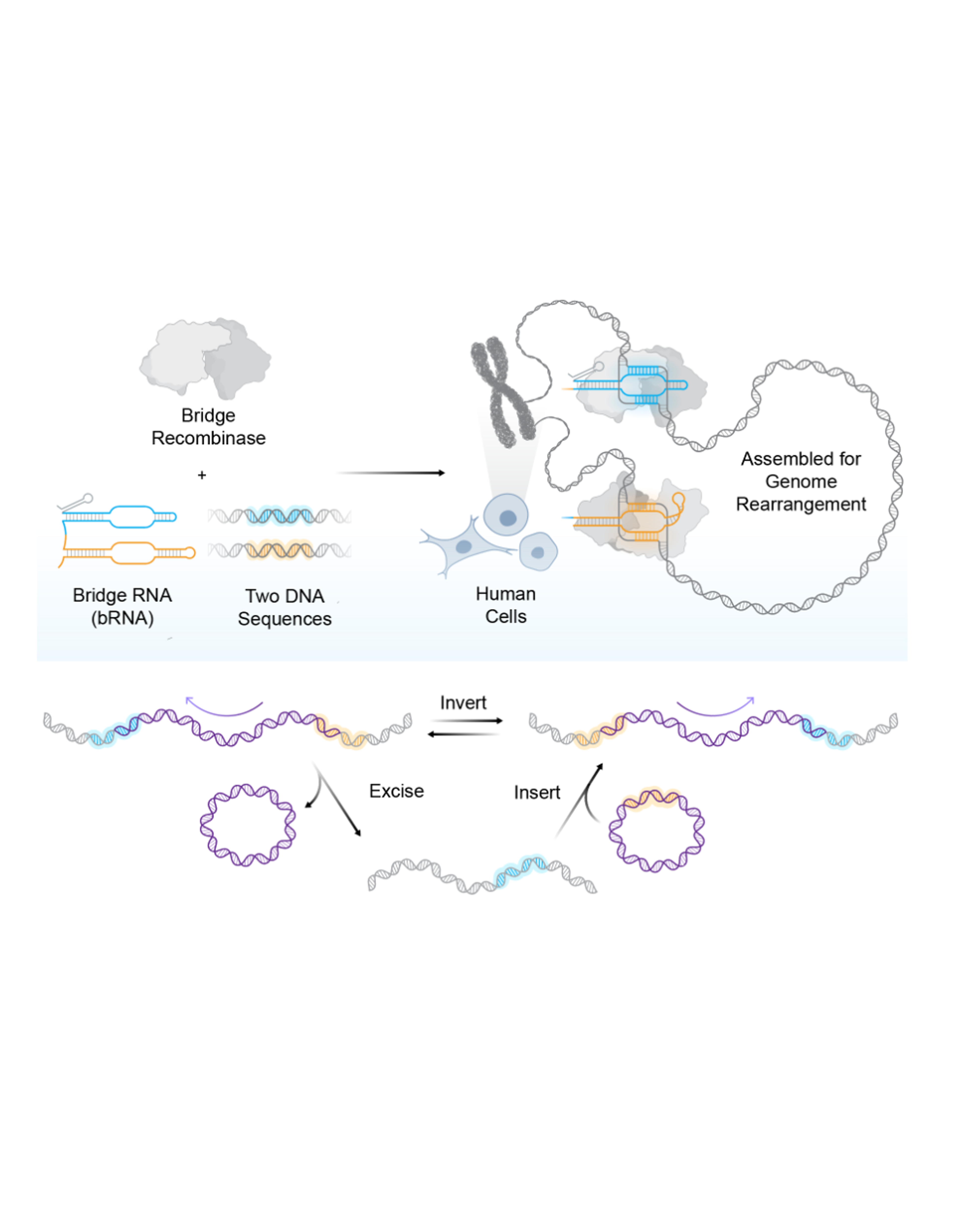 Megabase-scale human genome rearrangement with programmable bridge recombinases